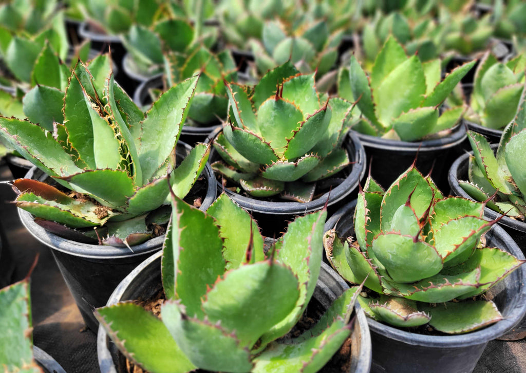 Agave Collection – Happy Valley Plants