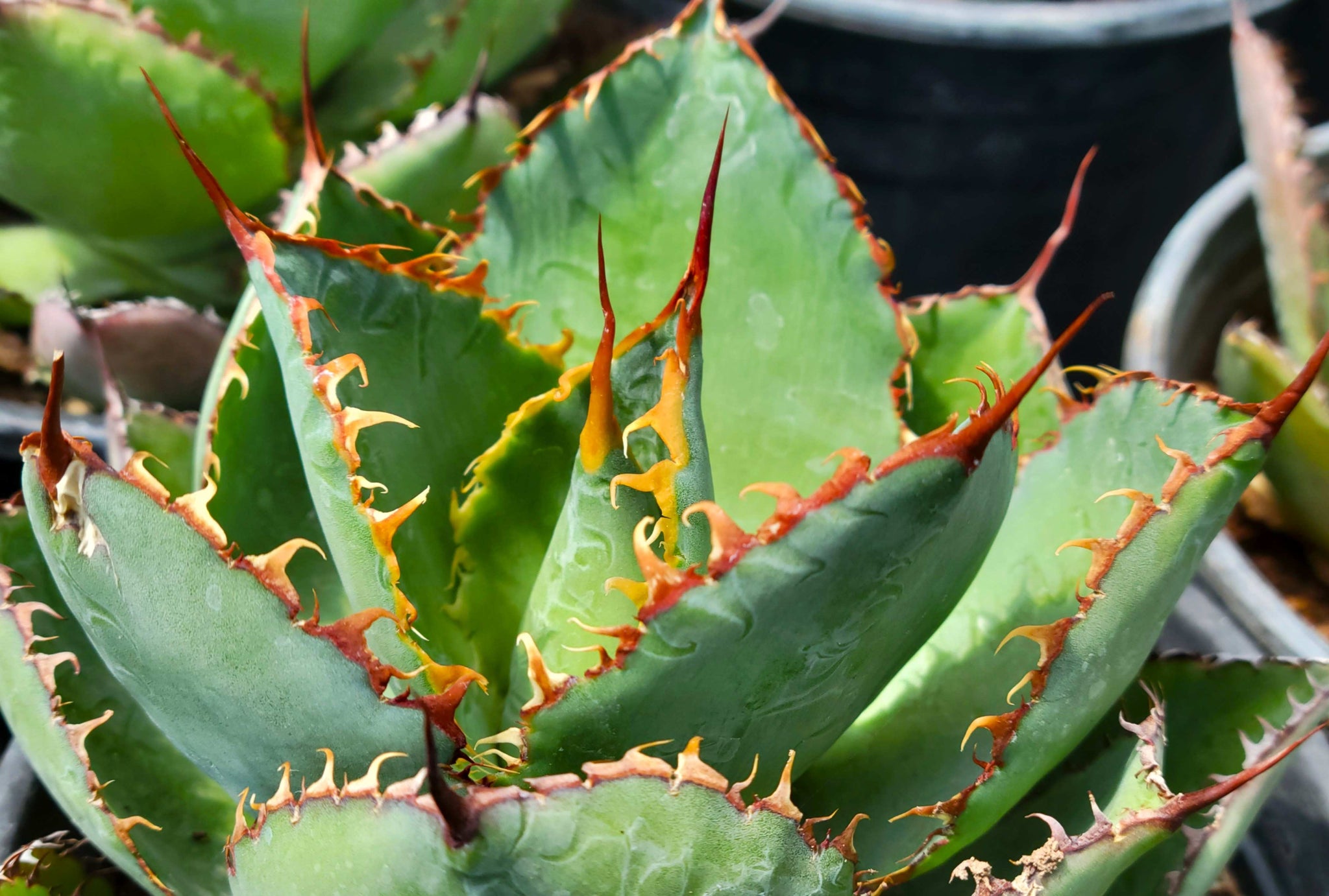 Agave Collection – Happy Valley Plants
