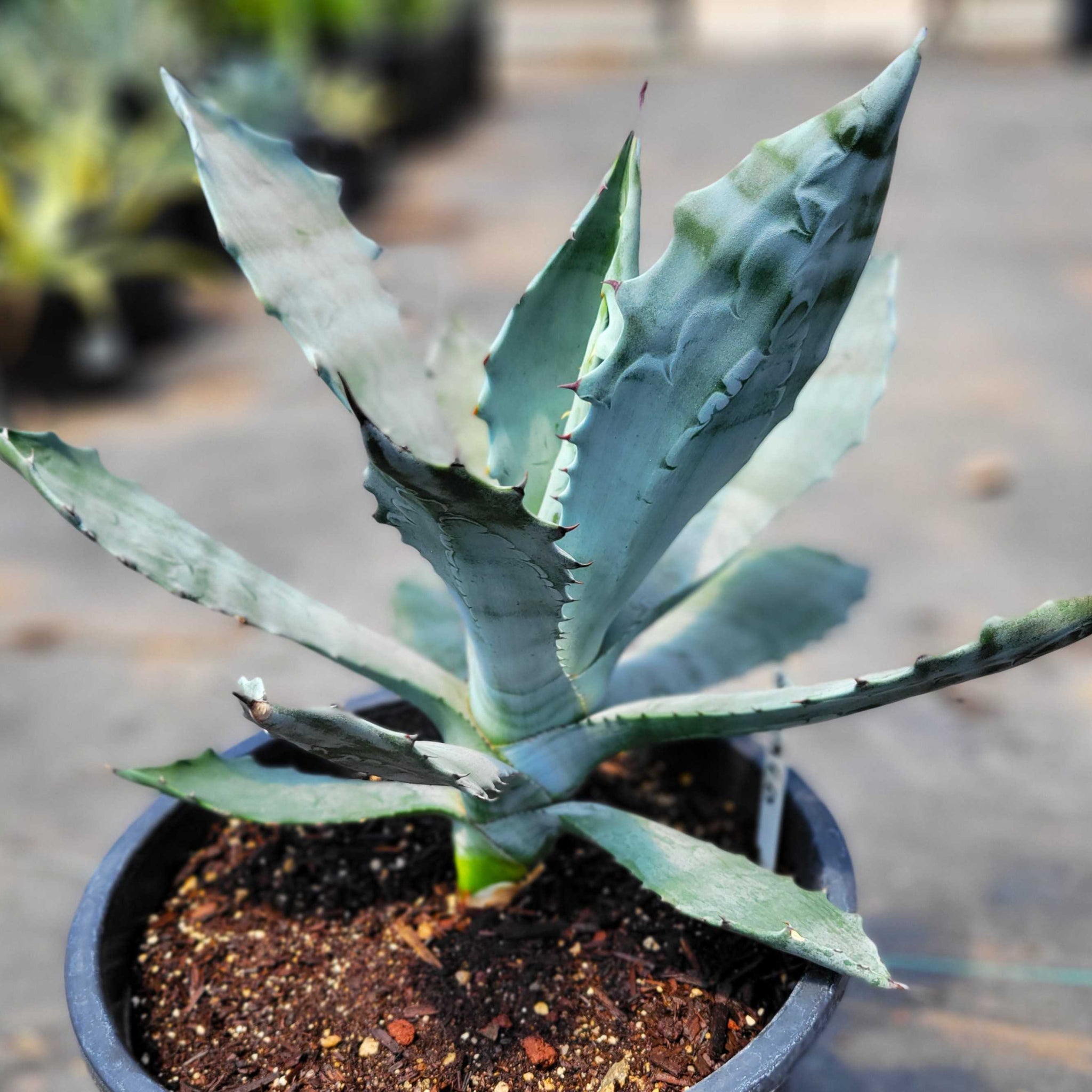 Agave colorata