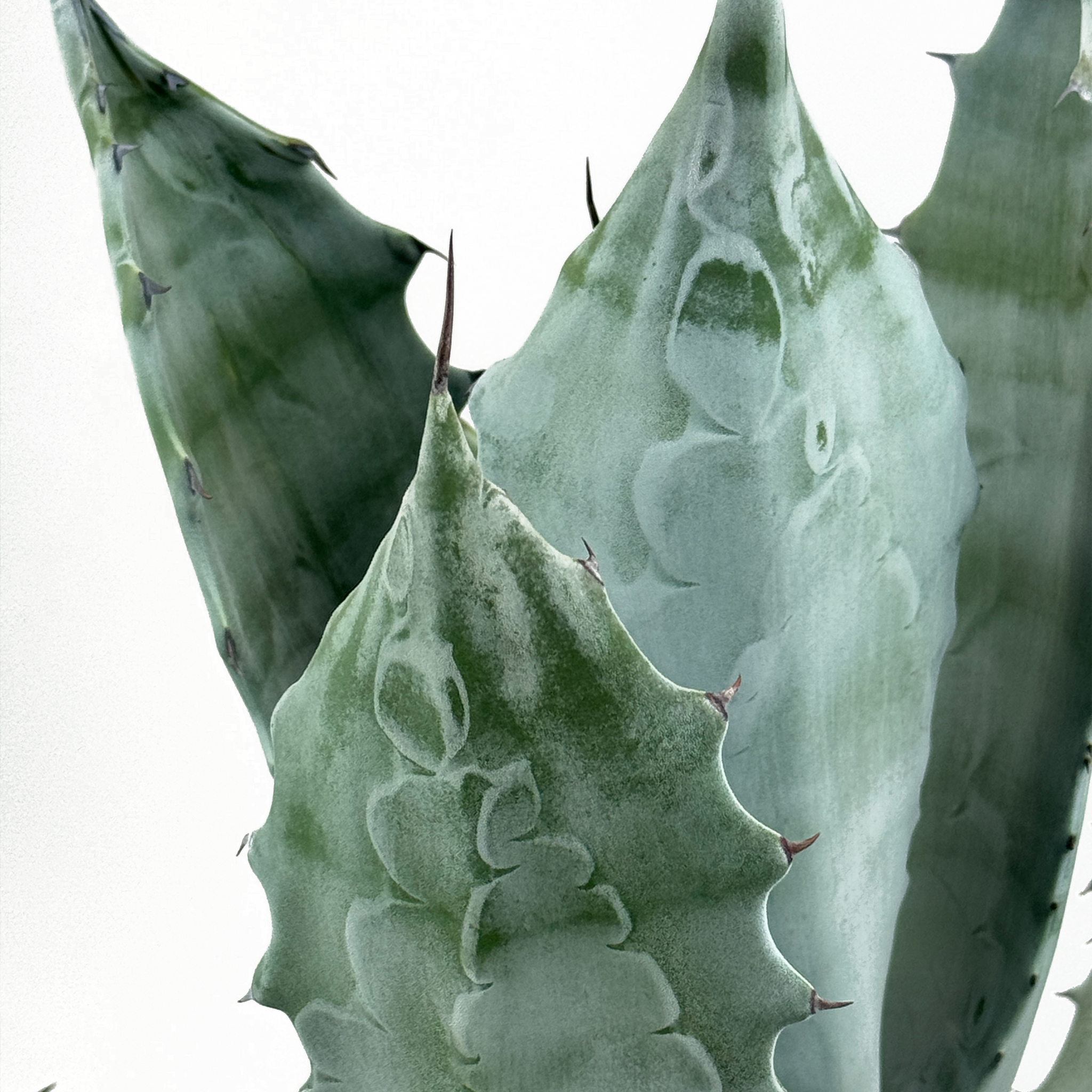 Agave colorata
