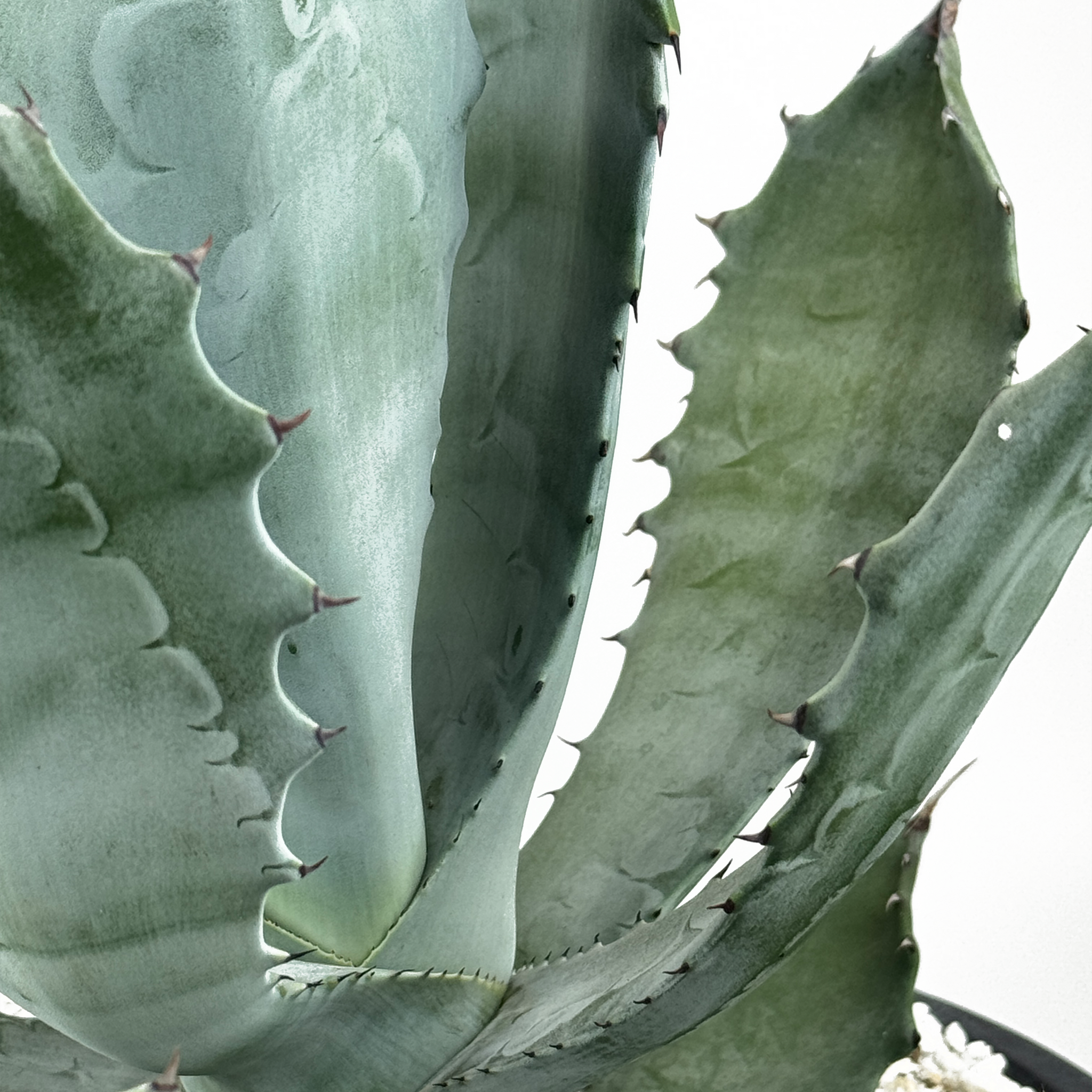 Agave colorata - Mescal Ceniza – Happy Valley Plants