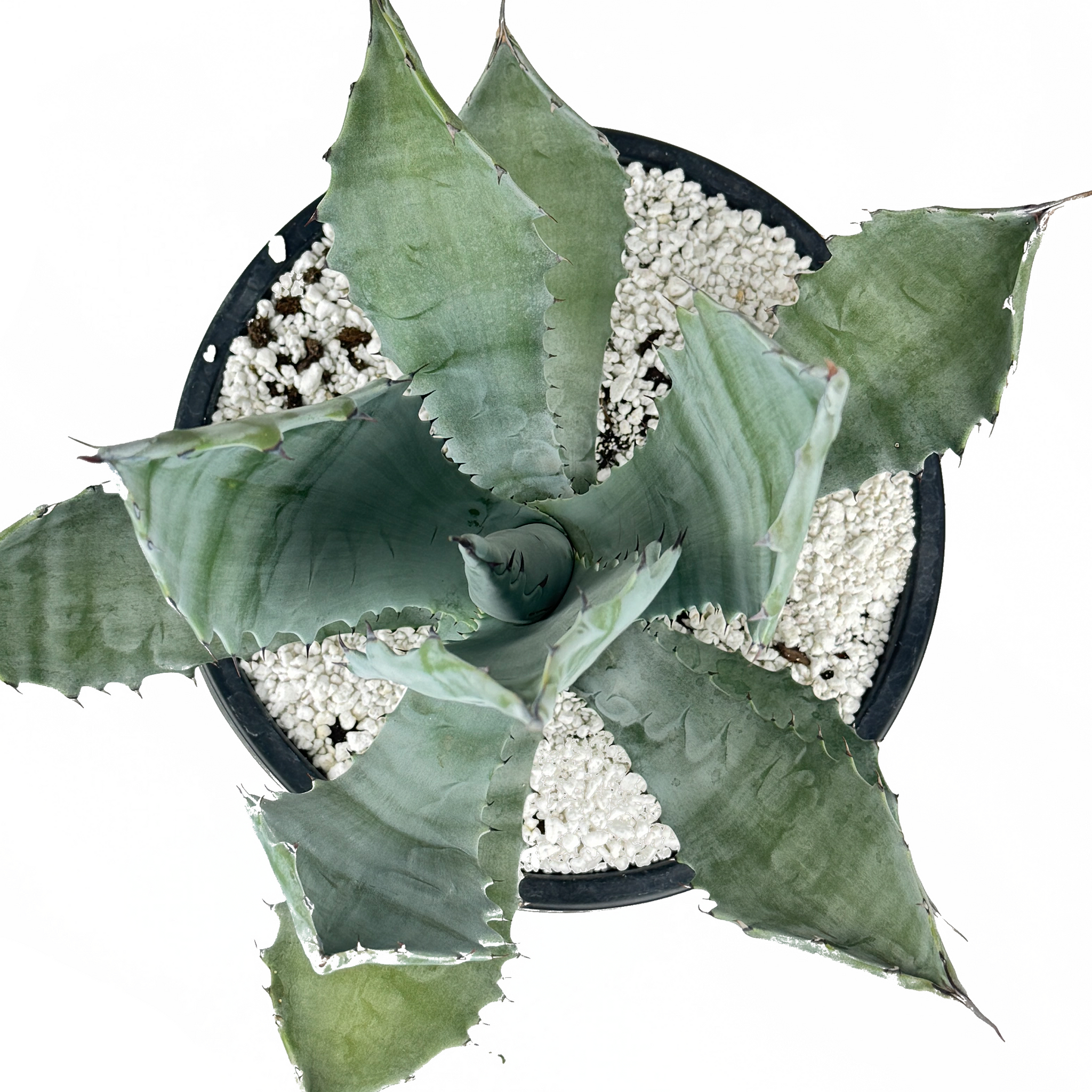 Agave colorata