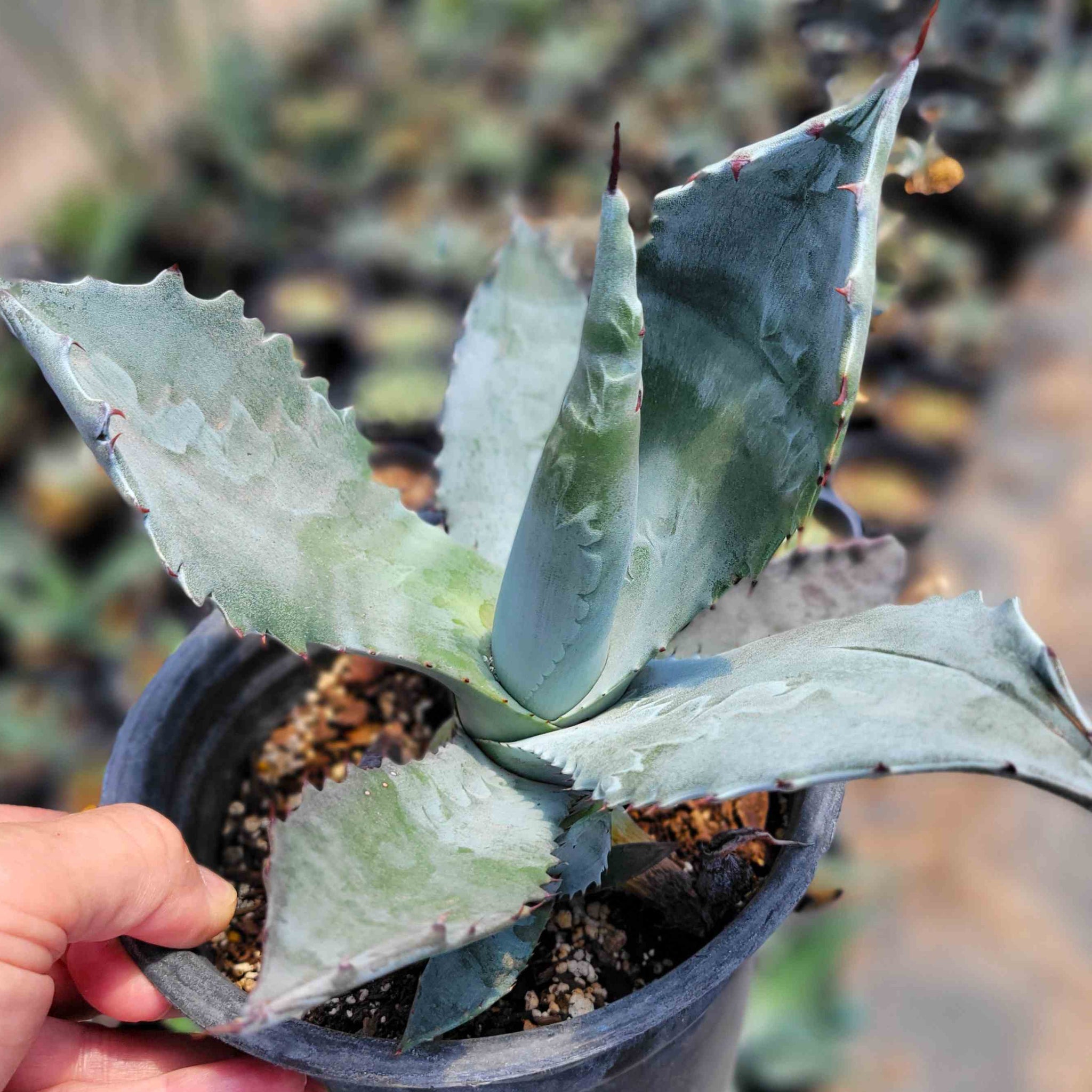 Agave colorata
