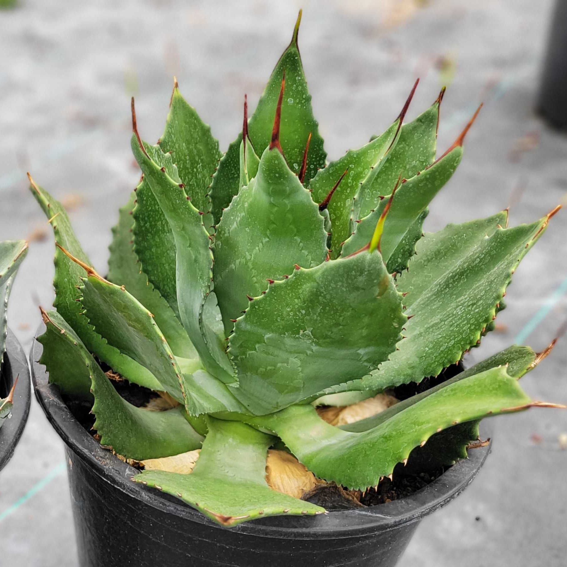 Agave congesta – Happy Valley Plants