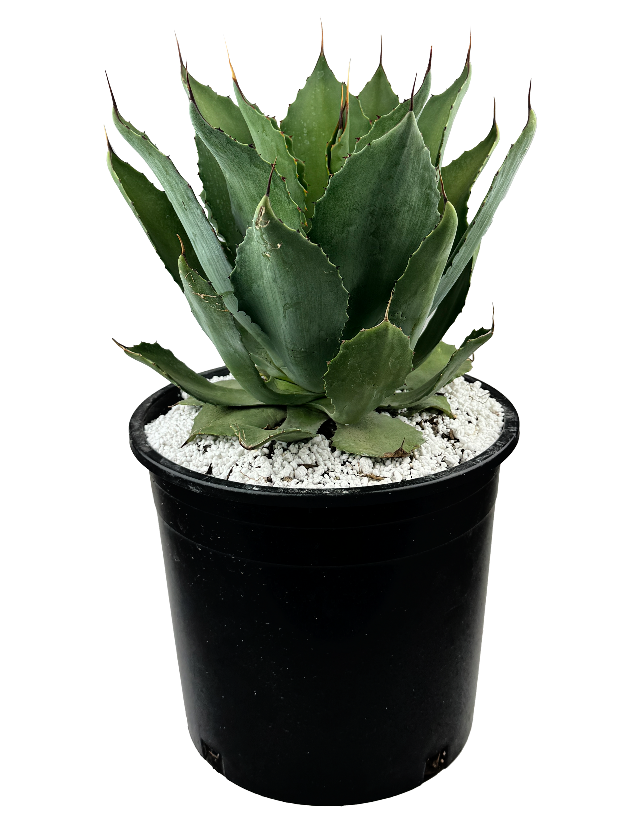 新品Mサイズ kaitlynSepia Agave Agave congesta – Happy Valley Plants