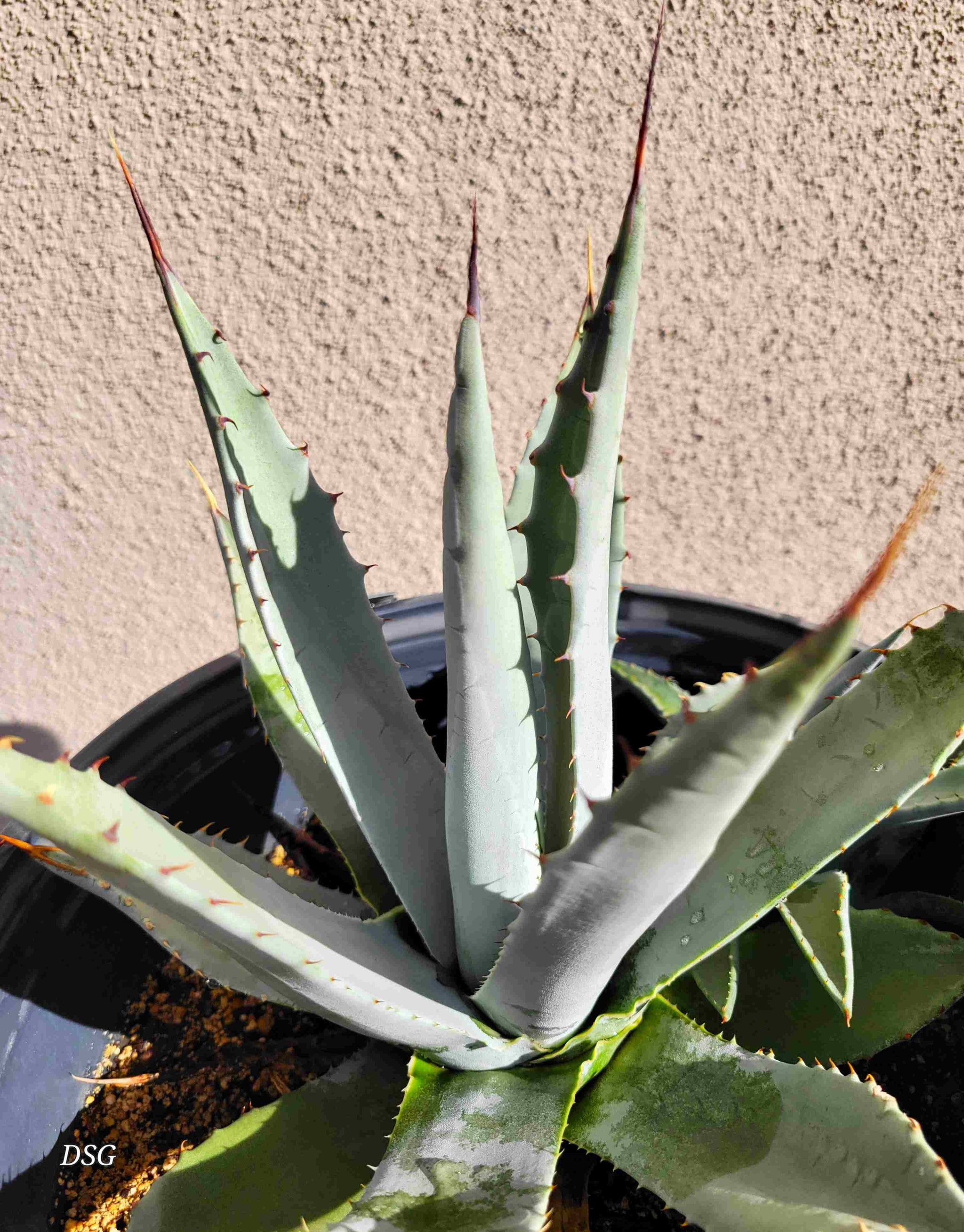 Agave parryi v. couesii – Happy Valley Plants