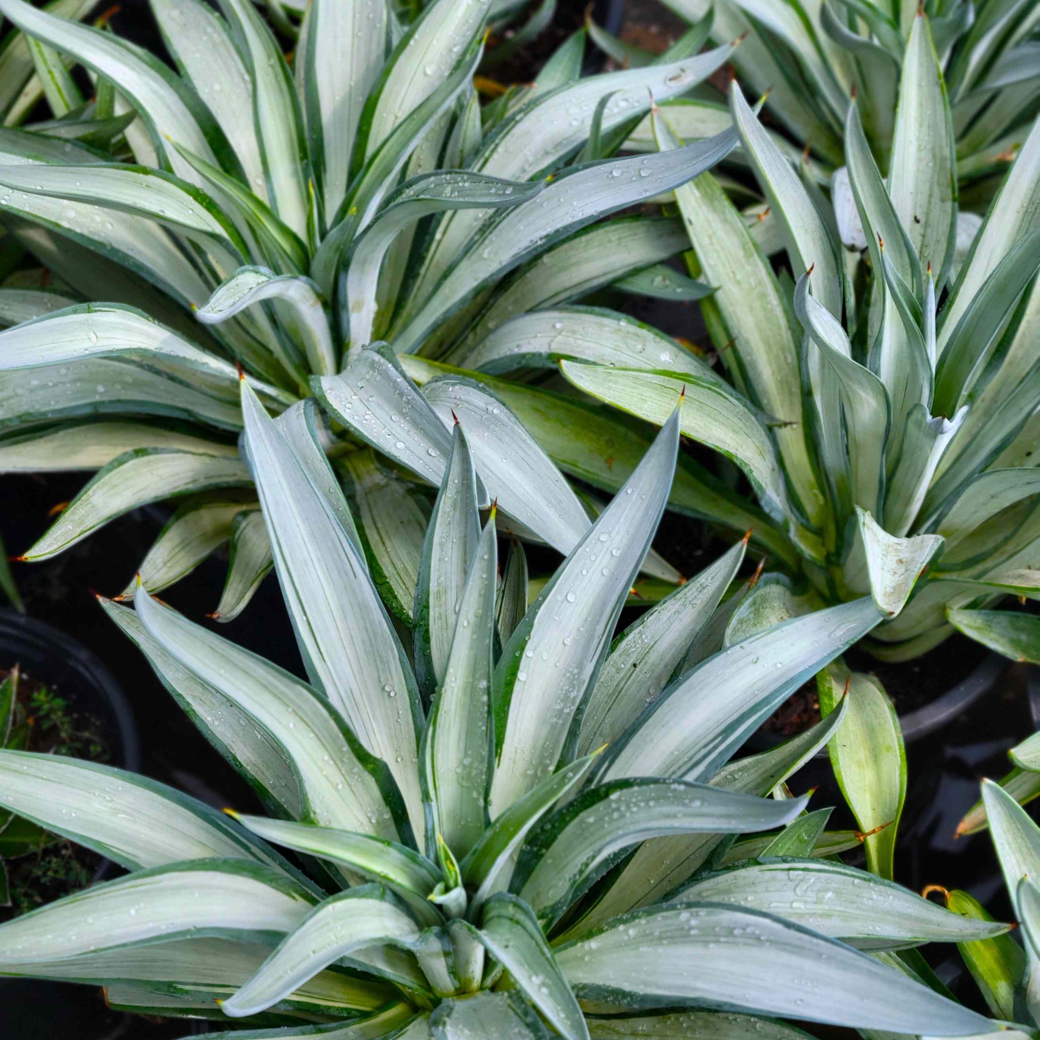 Agave desmettiana 'Quicksilver' – Happy Valley Plants