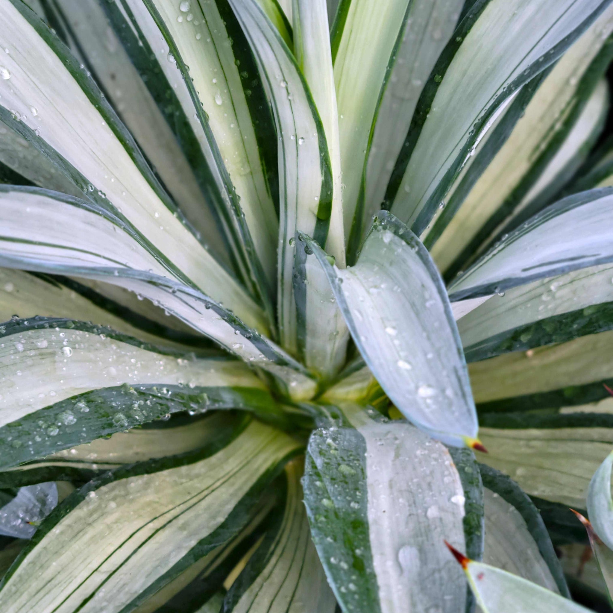 Agave desmettiana 'Quicksilver' – Happy Valley Plants