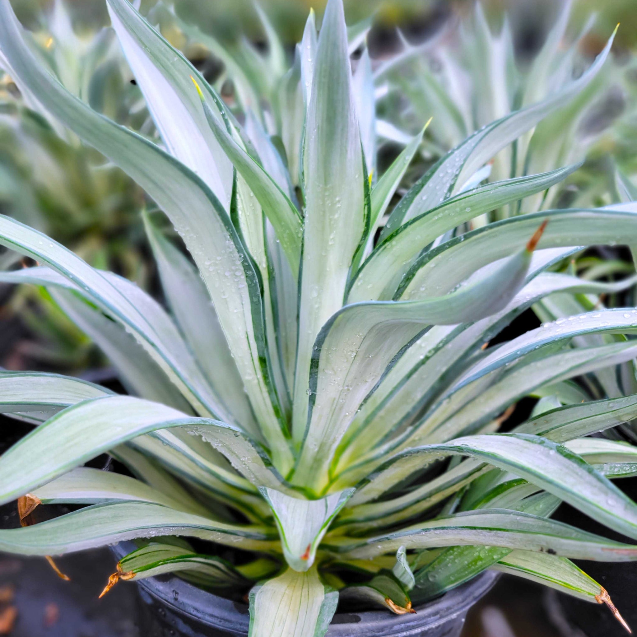 Agave desmettiana 'Quicksilver' – Happy Valley Plants