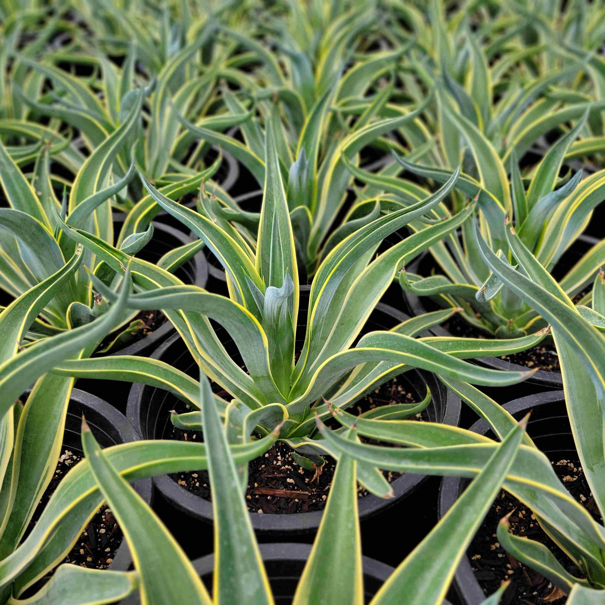Agave desmettiana 'Variegata'