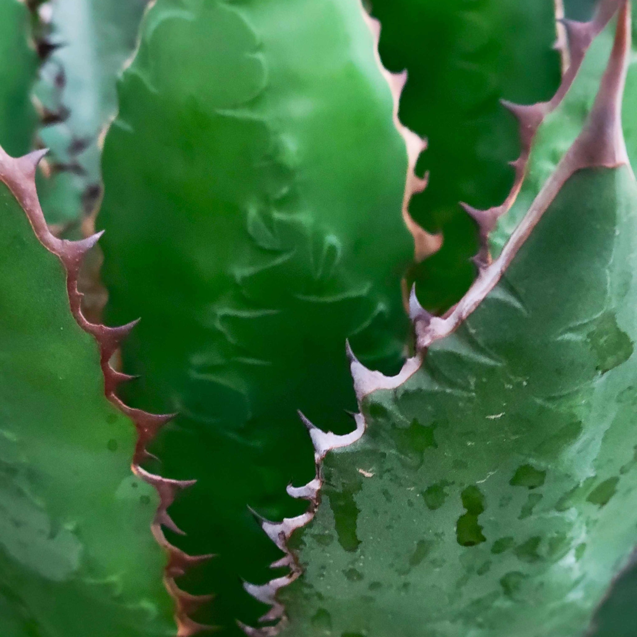 Agave horrida - Mexcalmetl Agave – Happy Valley Plants