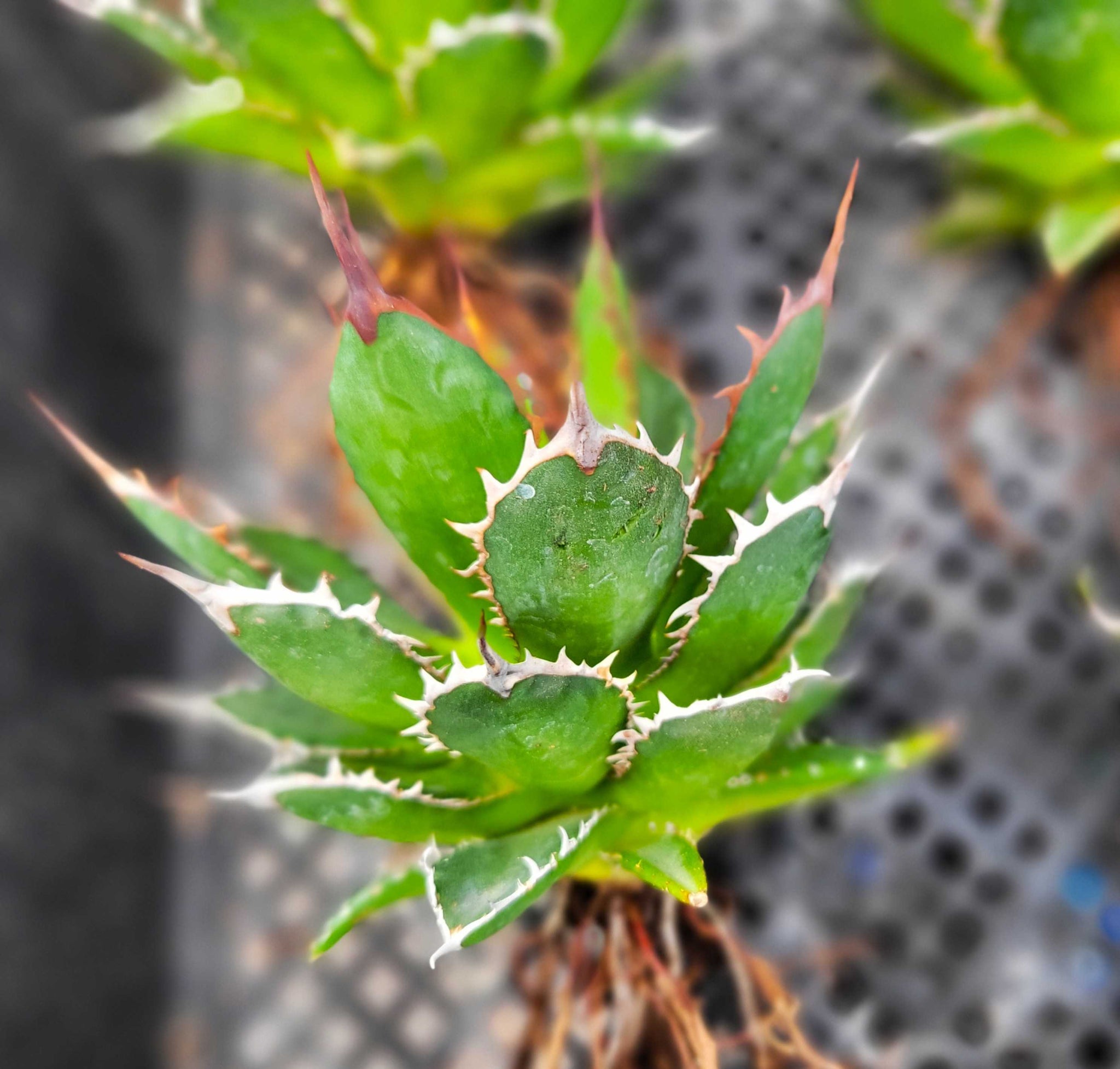 Agave horrida - Mexcalmetl Agave – Happy Valley Plants