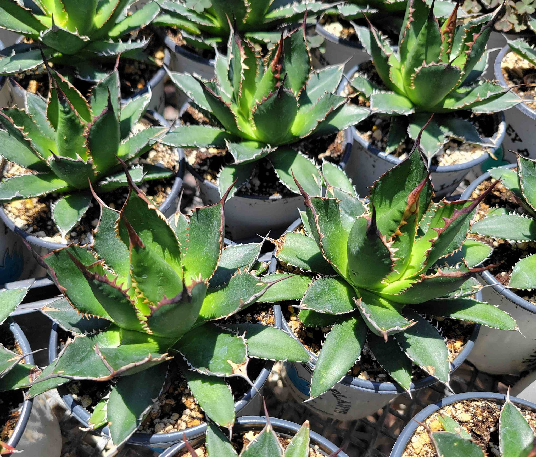 Agave horrida