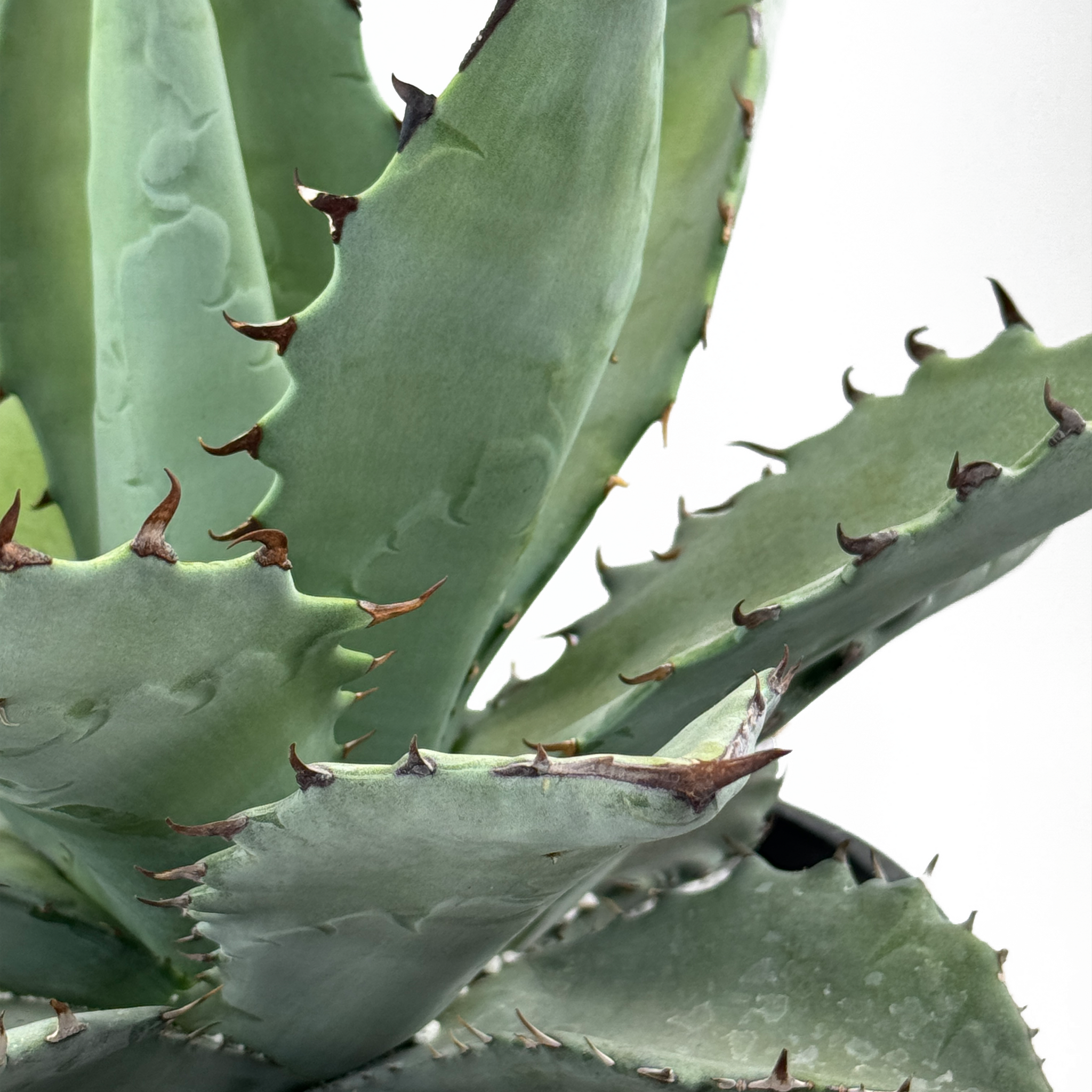 Agave hybrid 'Dakota' - Agave titanota x margaritae – Happy Valley