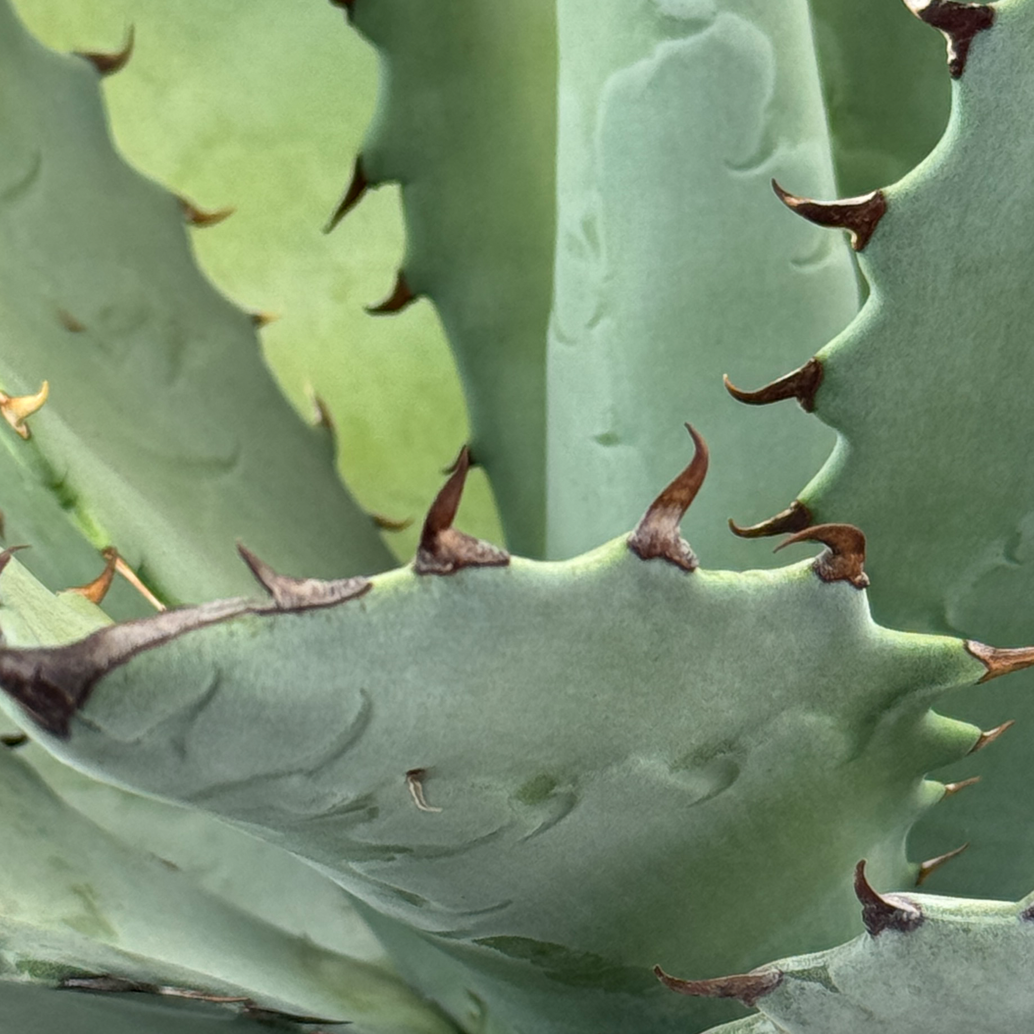 Agave hybrid 'Dakota' - Agave titanota x margaritae – Happy Valley