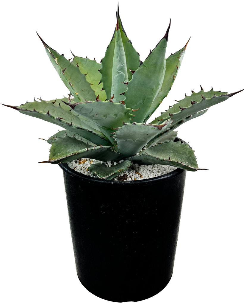 Agave Collection – Happy Valley Plants