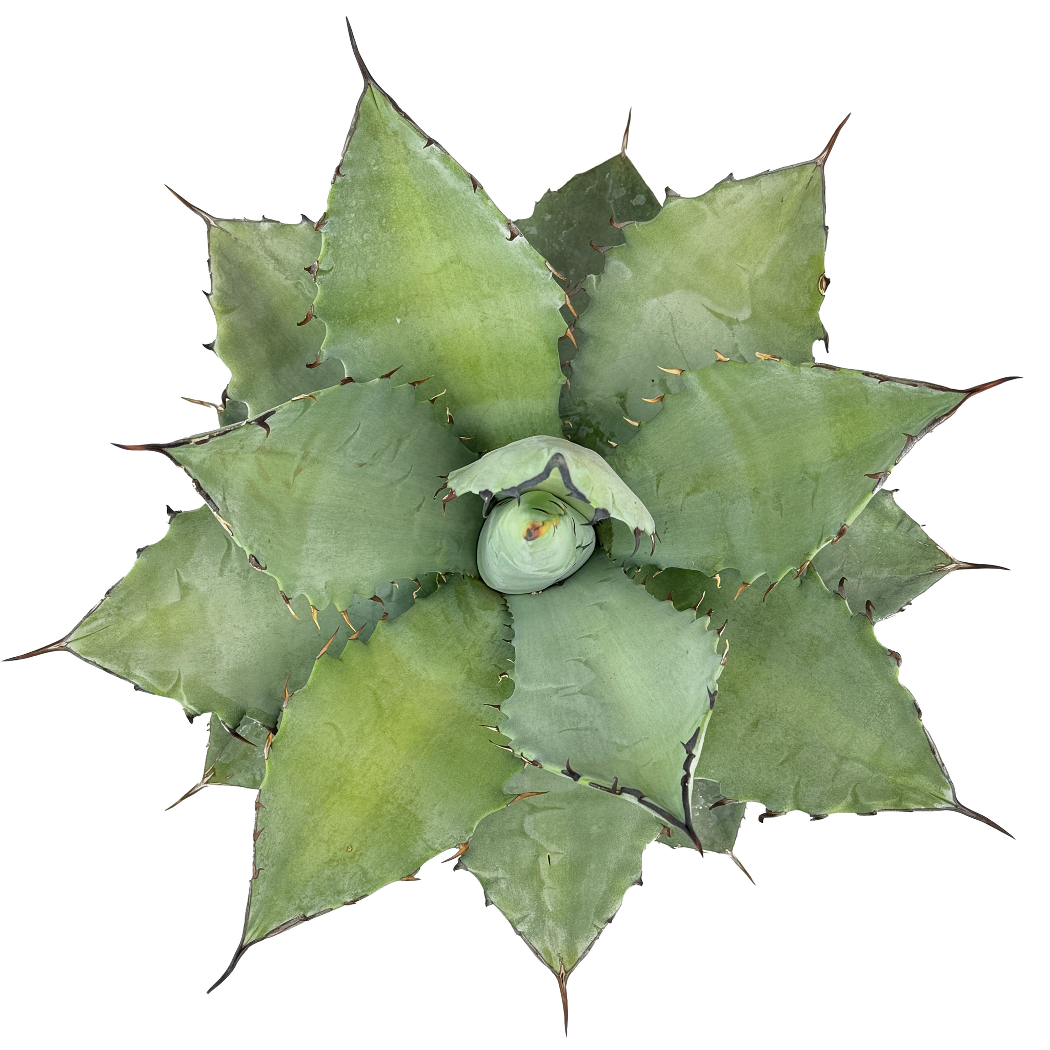 Agave hybrid 'Dakota' - Agave titanota x margaritae – Happy Valley Agave hybrid 'Dakota' - Agave titanota x margaritae – Happy Valley