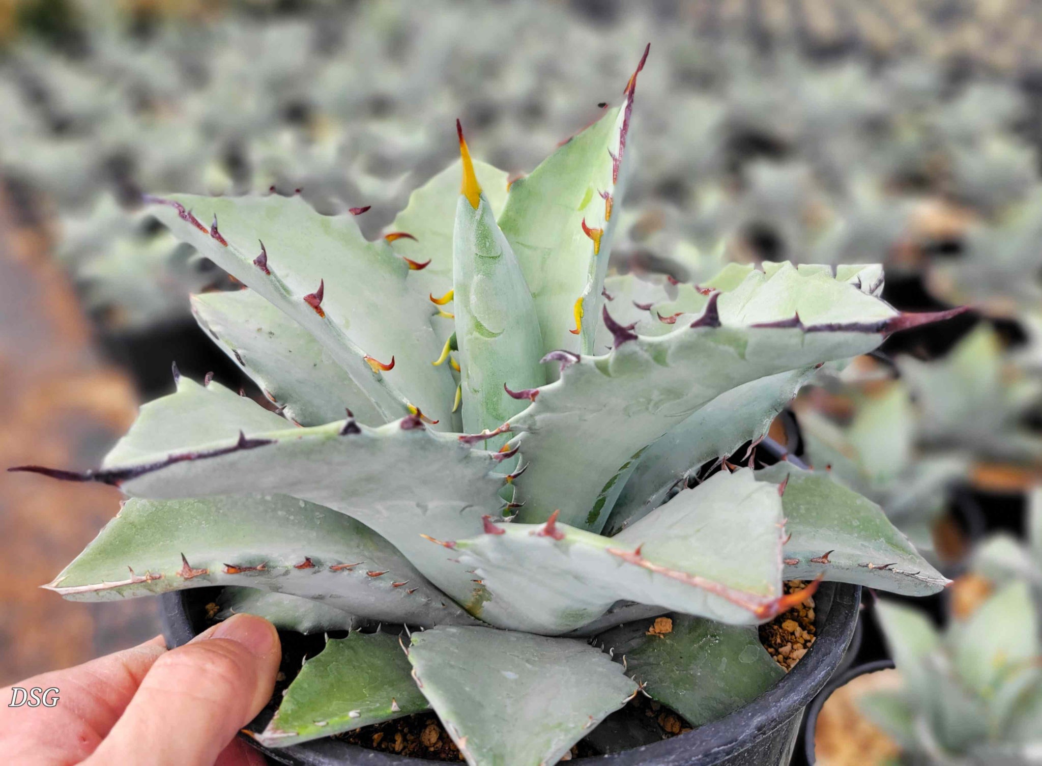 Agave Collection – Happy Valley Plants