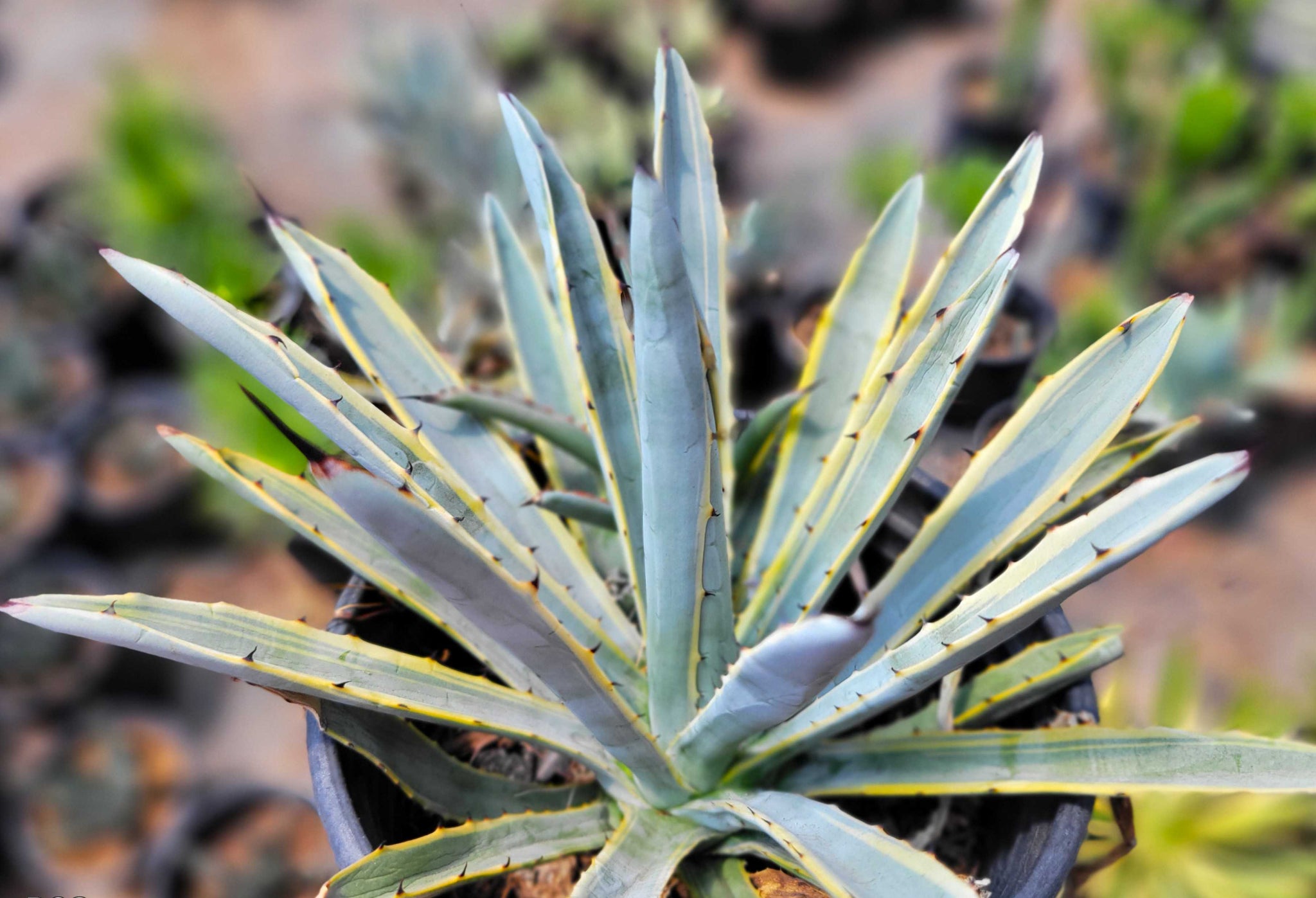 Agave macroacantha 'Blue Ribbon' – Happy Valley Plants