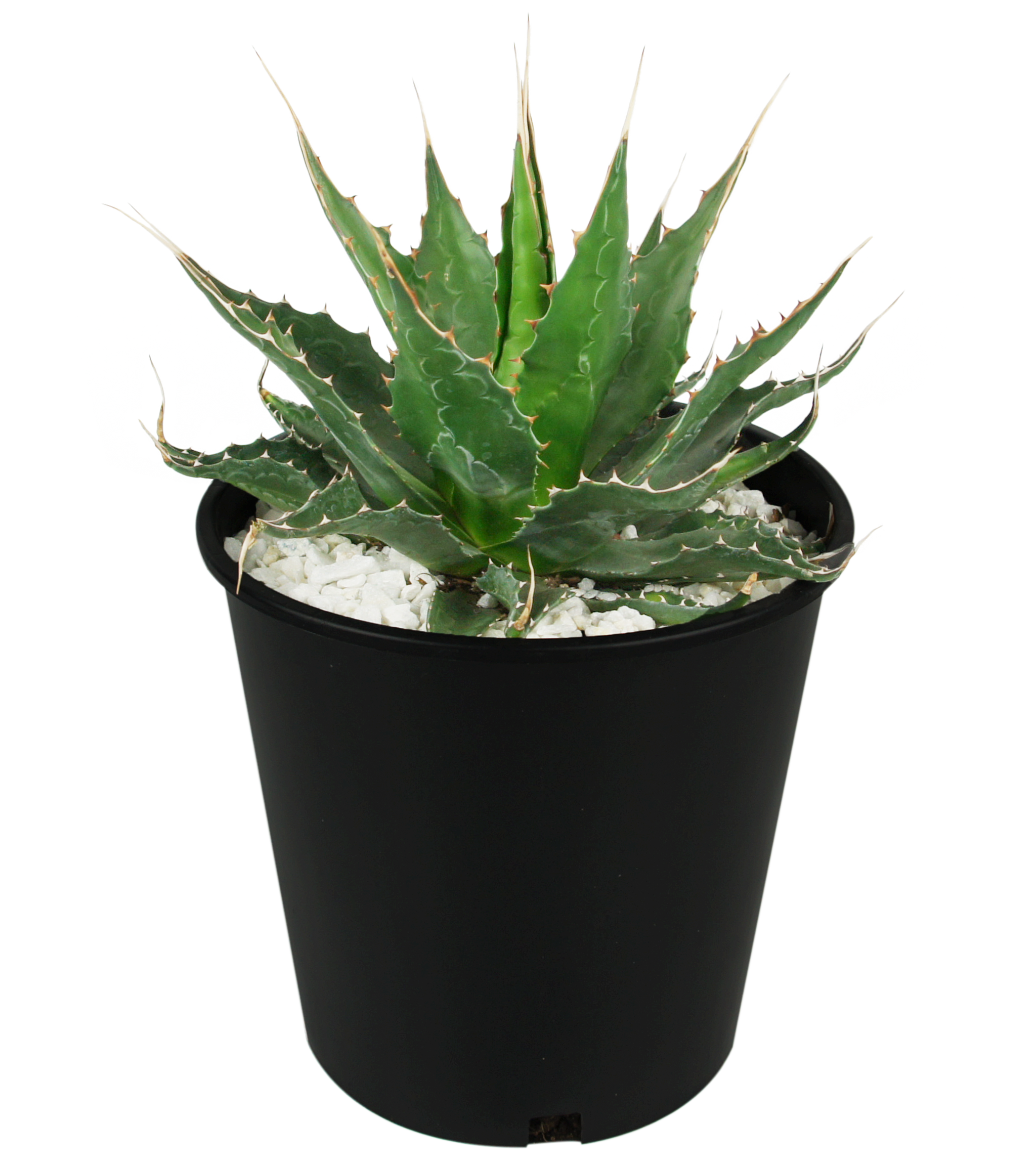 Agave Collection – Happy Valley Plants