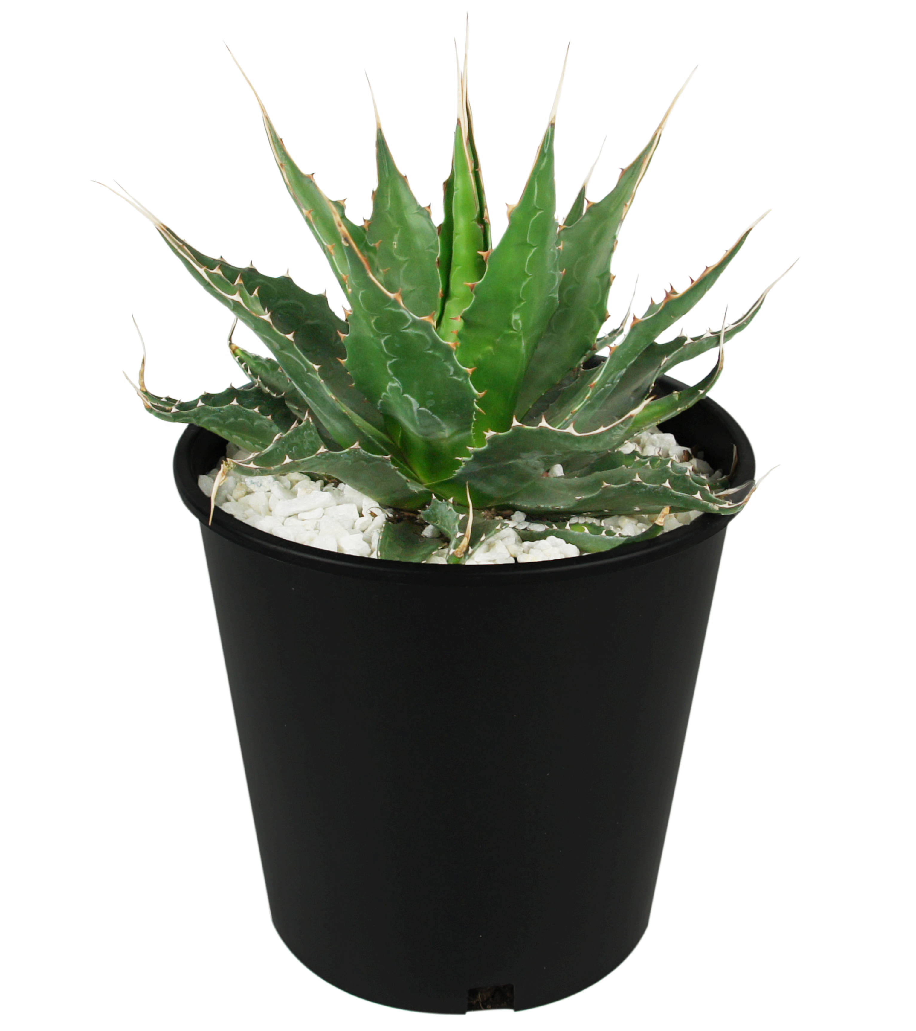 アガベ Agave montana 'Tiffany' 192 Agave montana - Mountain Agave – Happy Valley Plants