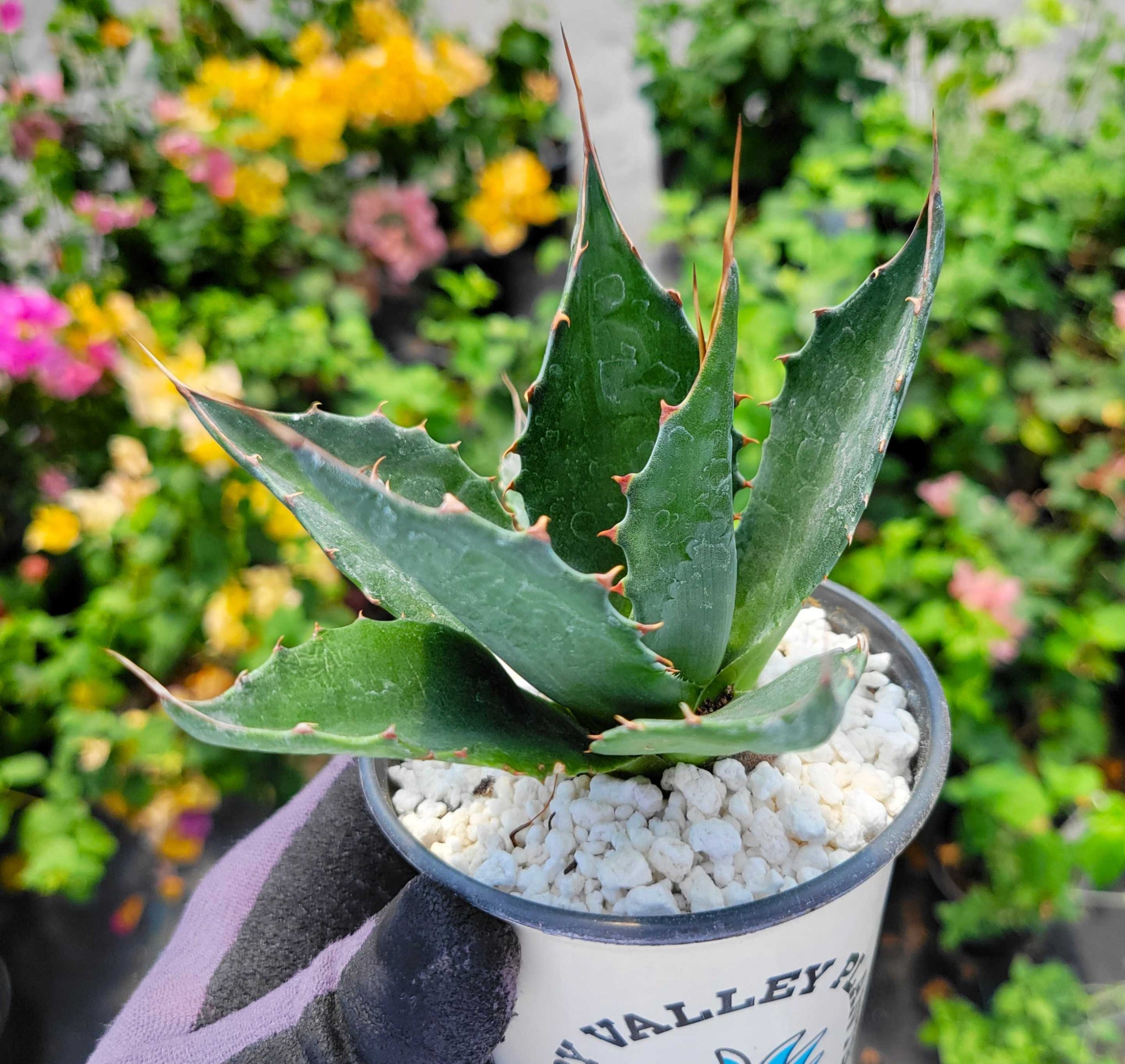 Agave montana - Mountain Agave – Happy Valley Plants