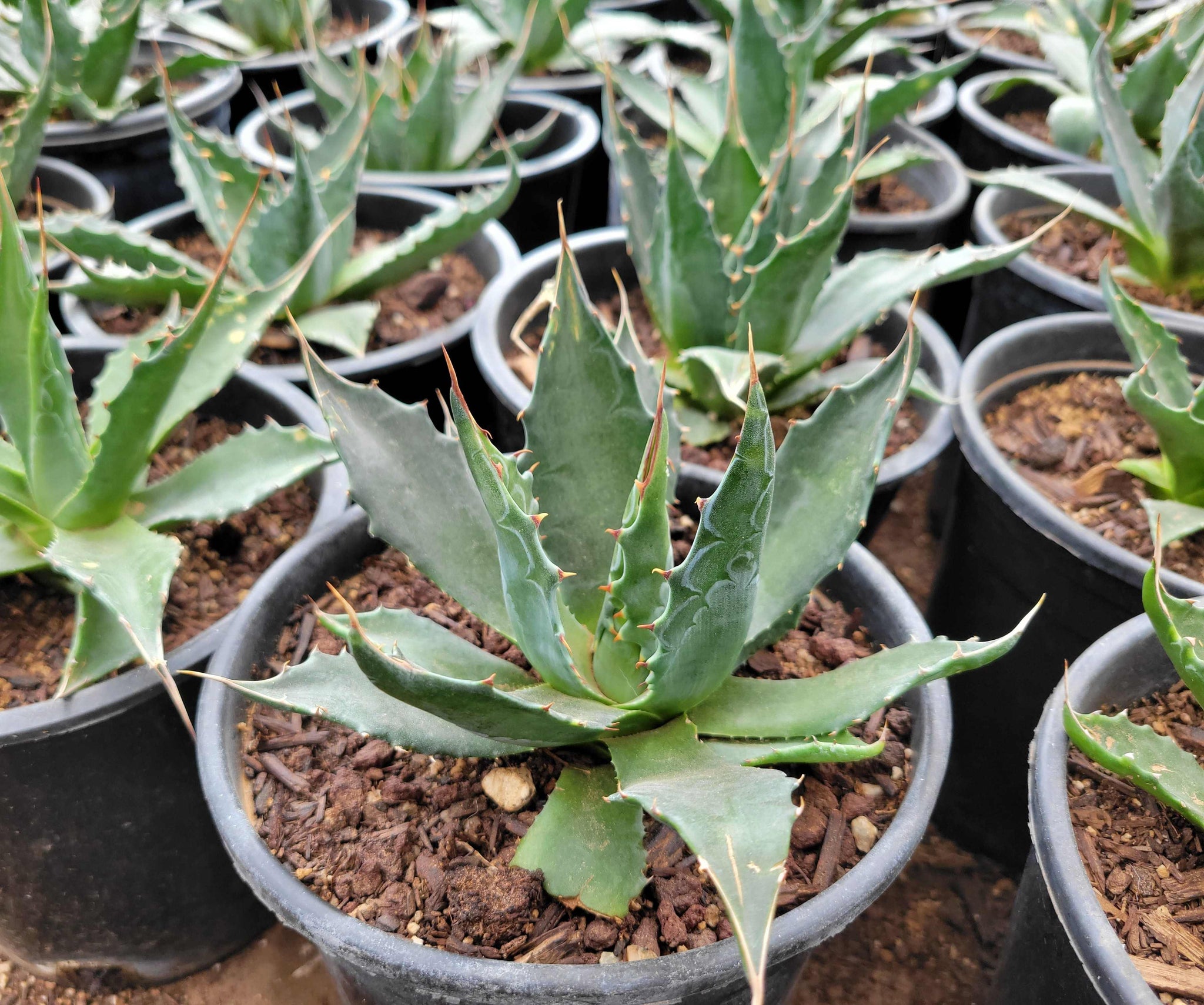 Agave montana - Mountain Agave – Happy Valley Plants