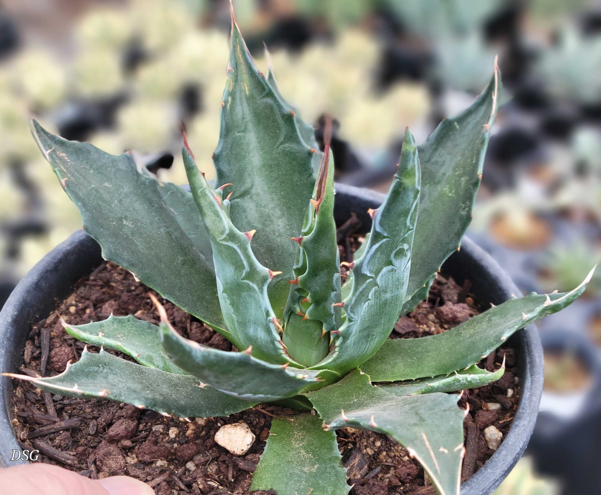 Agave montana - Mountain Agave – Happy Valley Plants