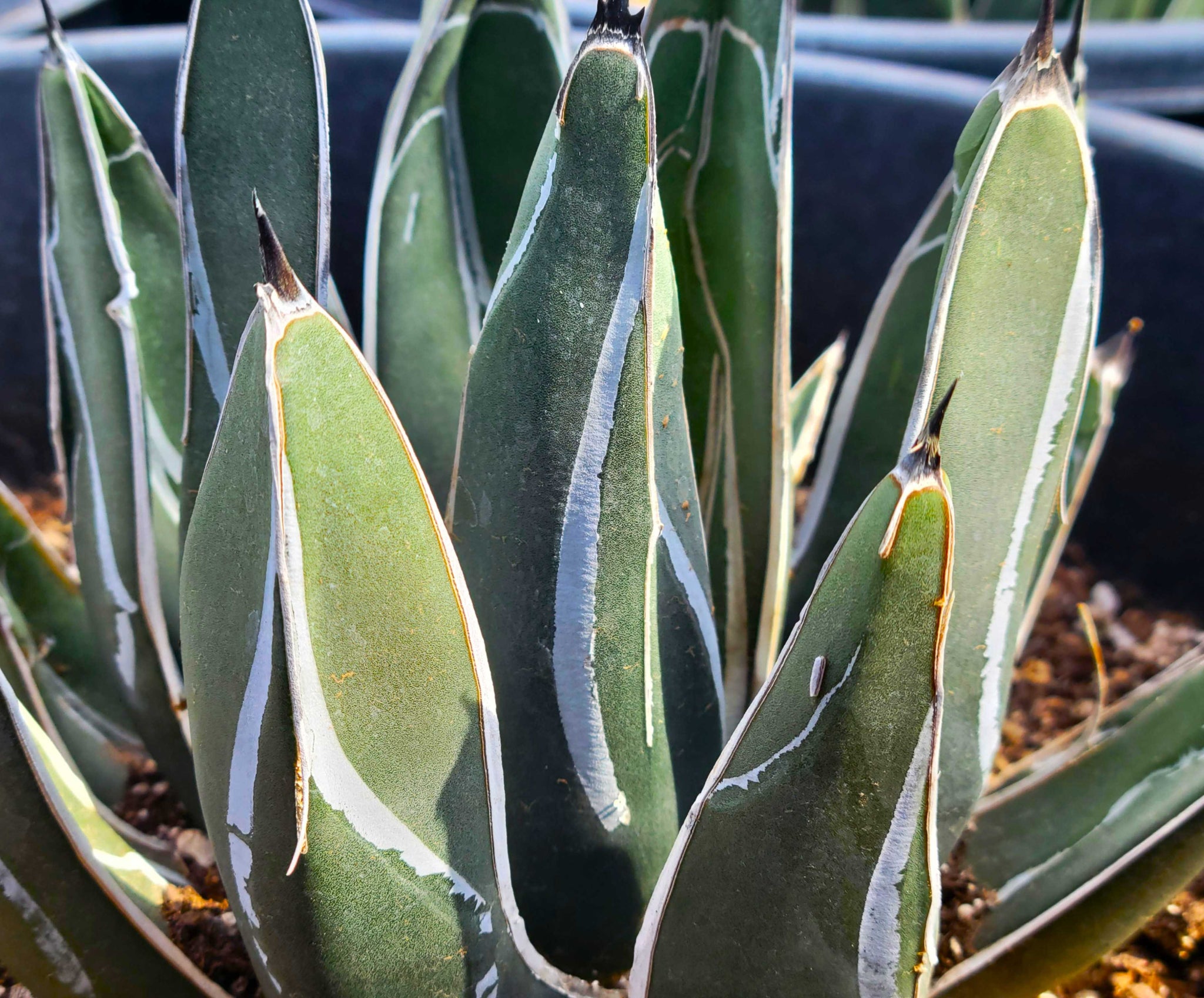 Agave nickelsiae (syn. A. ferdinandi-regis)