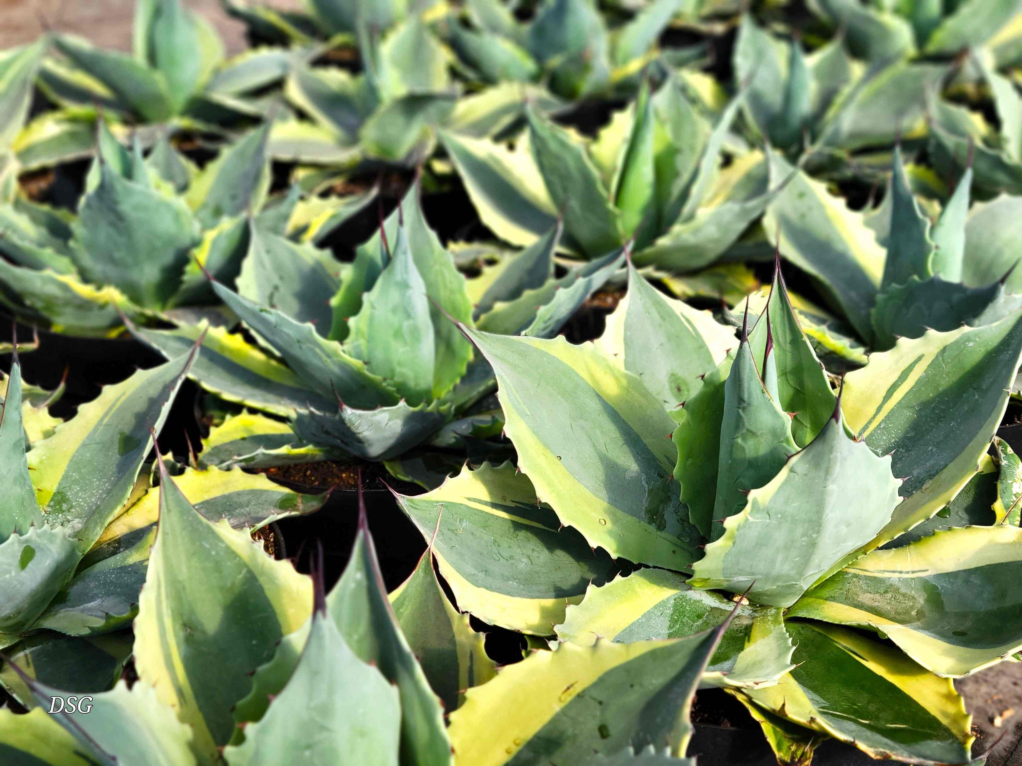 アガベ Agave ovatifolia variegated 'ORCA' 144 Learn about Agave ovatifolia 'Orca' | Orca Whale's Tongue