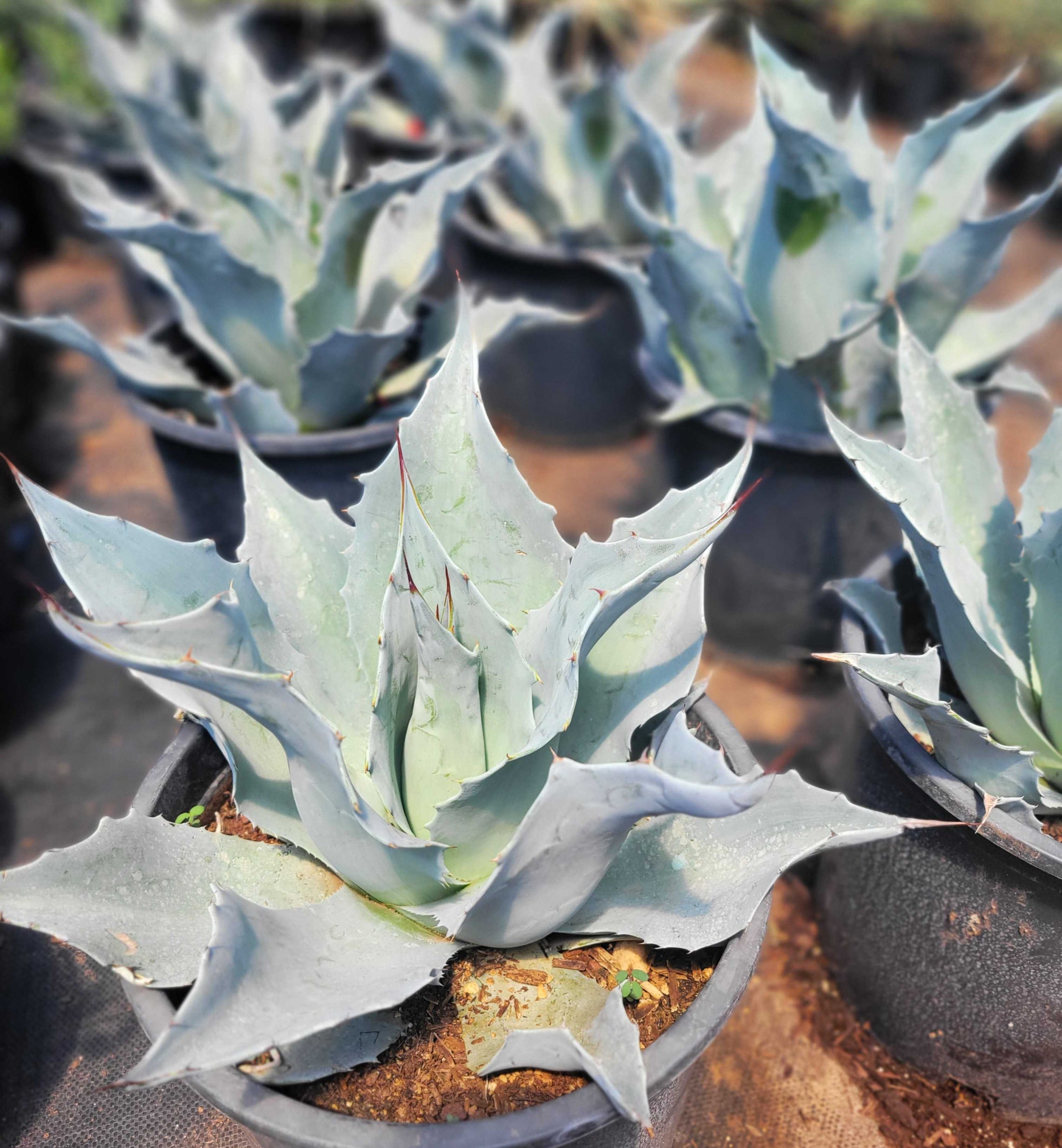 Agave Collection – Happy Valley Plants