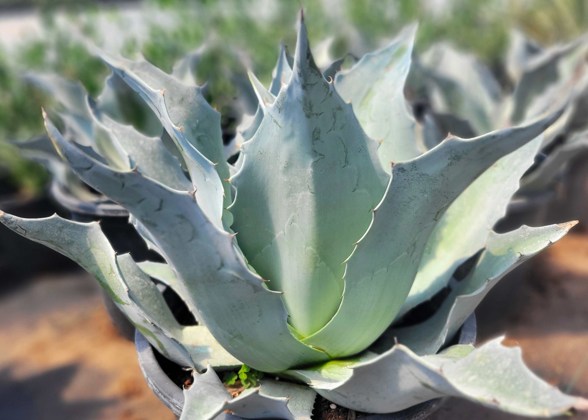 Agave ovatifolia 'Vanzie' - Wavy Whale's Tongue Agave – Happy