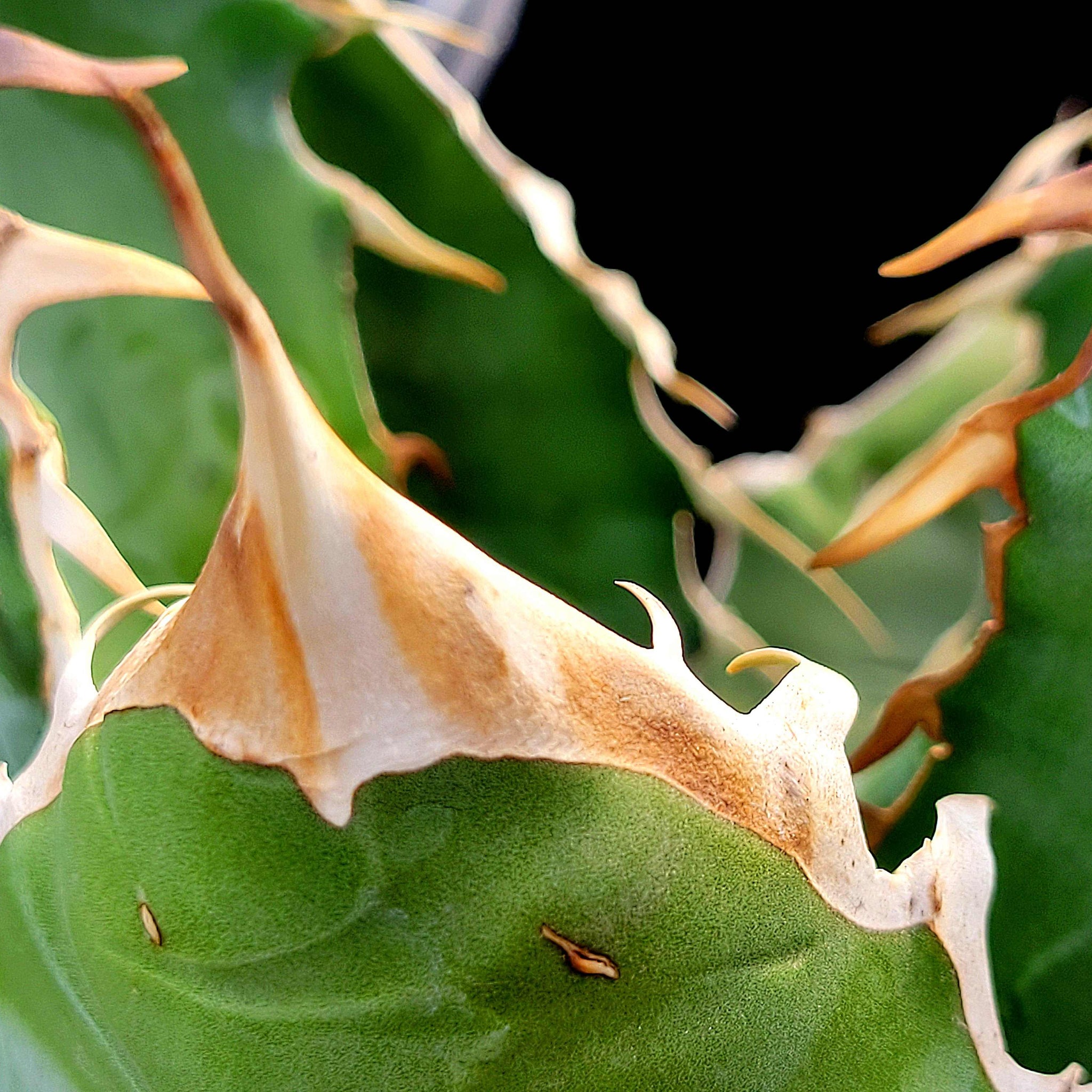 Agave oteroi 'Oaxaca' – Happy Valley Plants