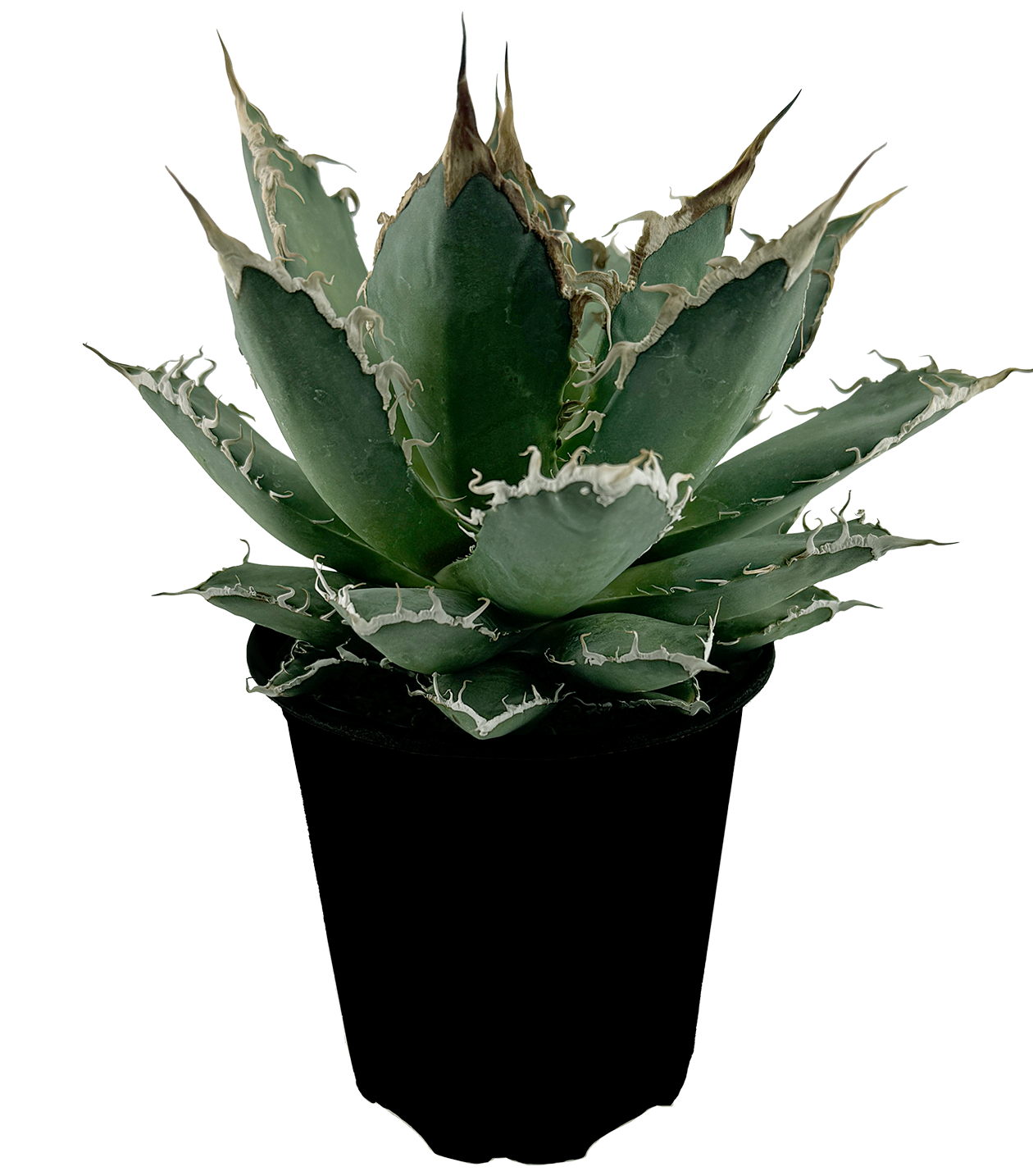 Agave oteroi 'Oaxaca' – Happy Valley Plants Agave oteroi 'Oaxaca' – Happy Valley Plants