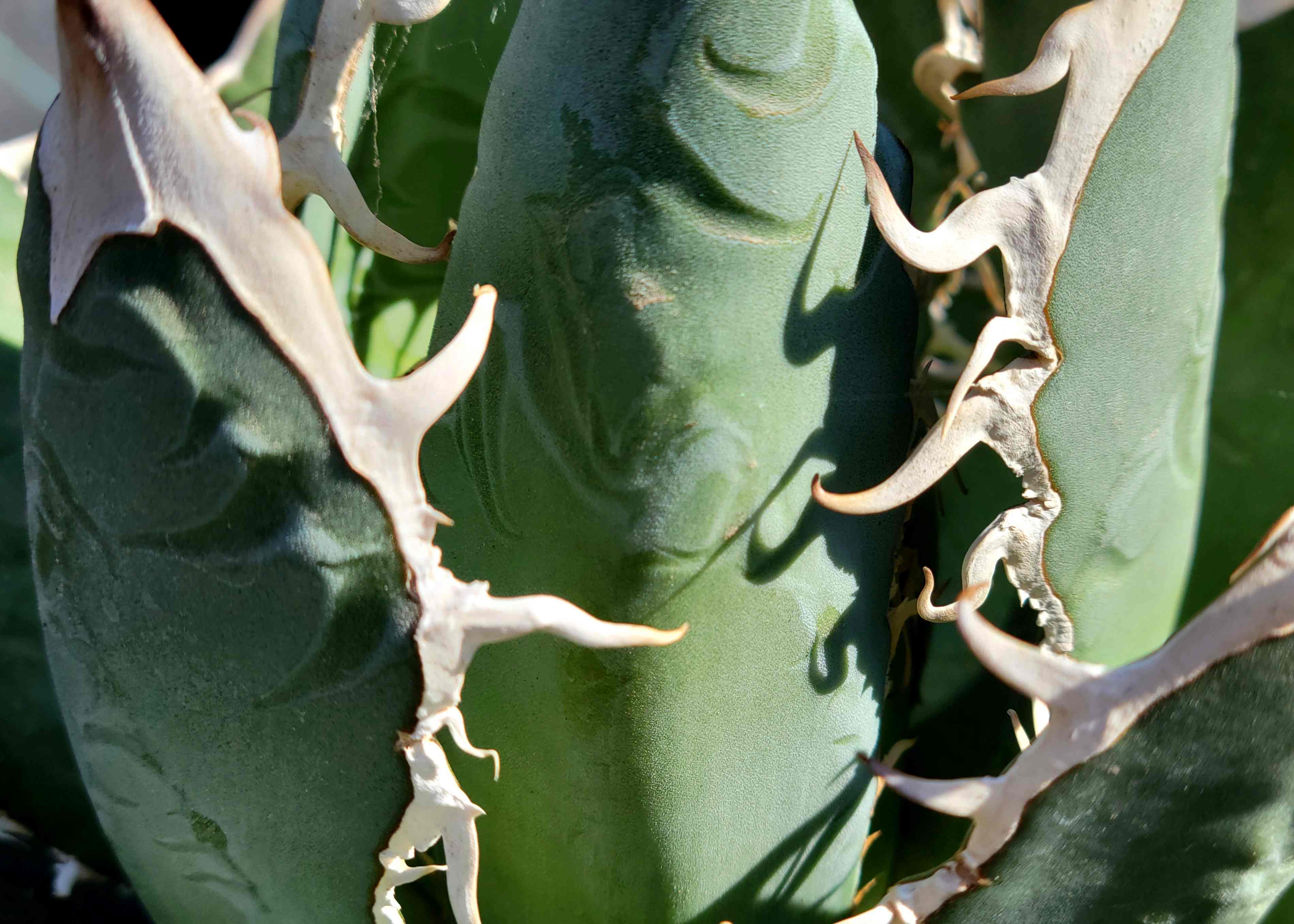 Agave hybrid 'Oaxaca' – Happy Valley Plants