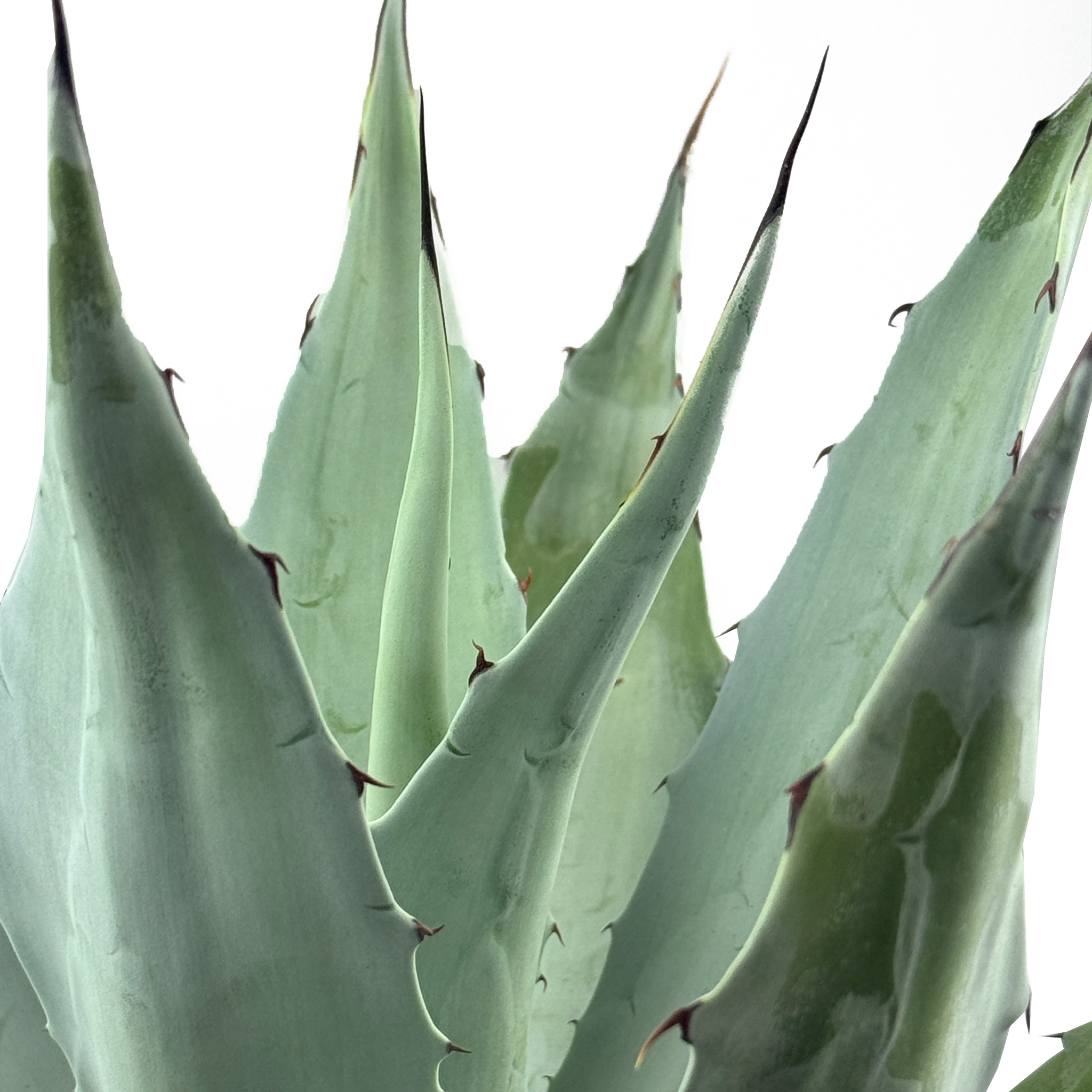 Agave ovatifolia 'Frosty Blue' - Whale's Tongue Agave – Happy Agave ovatifolia 'Frosty Blue' - Whale's Tongue Agave – Happy