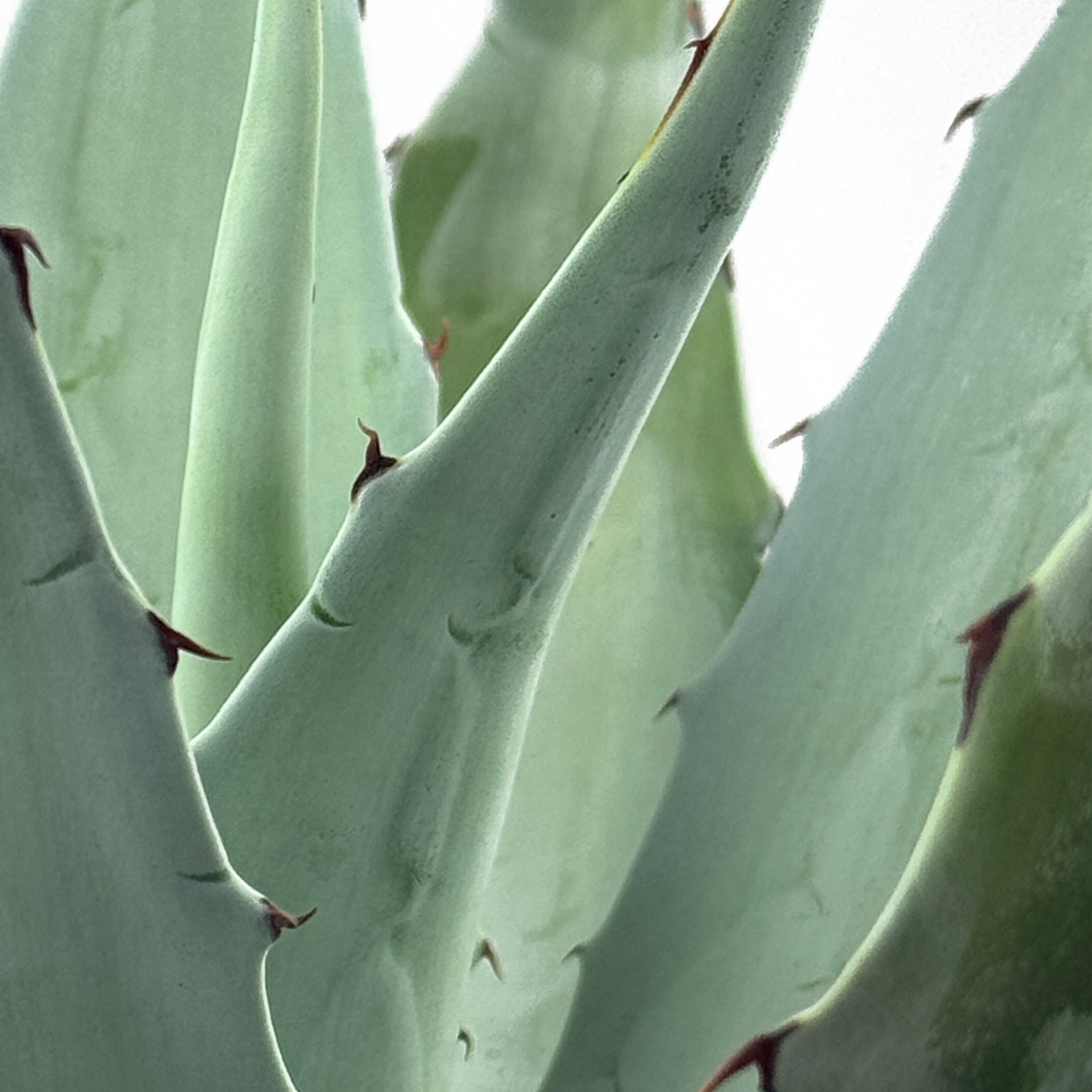 Agave ovatifolia 'Frosty Blue' - Whale's Tongue Agave – Happy