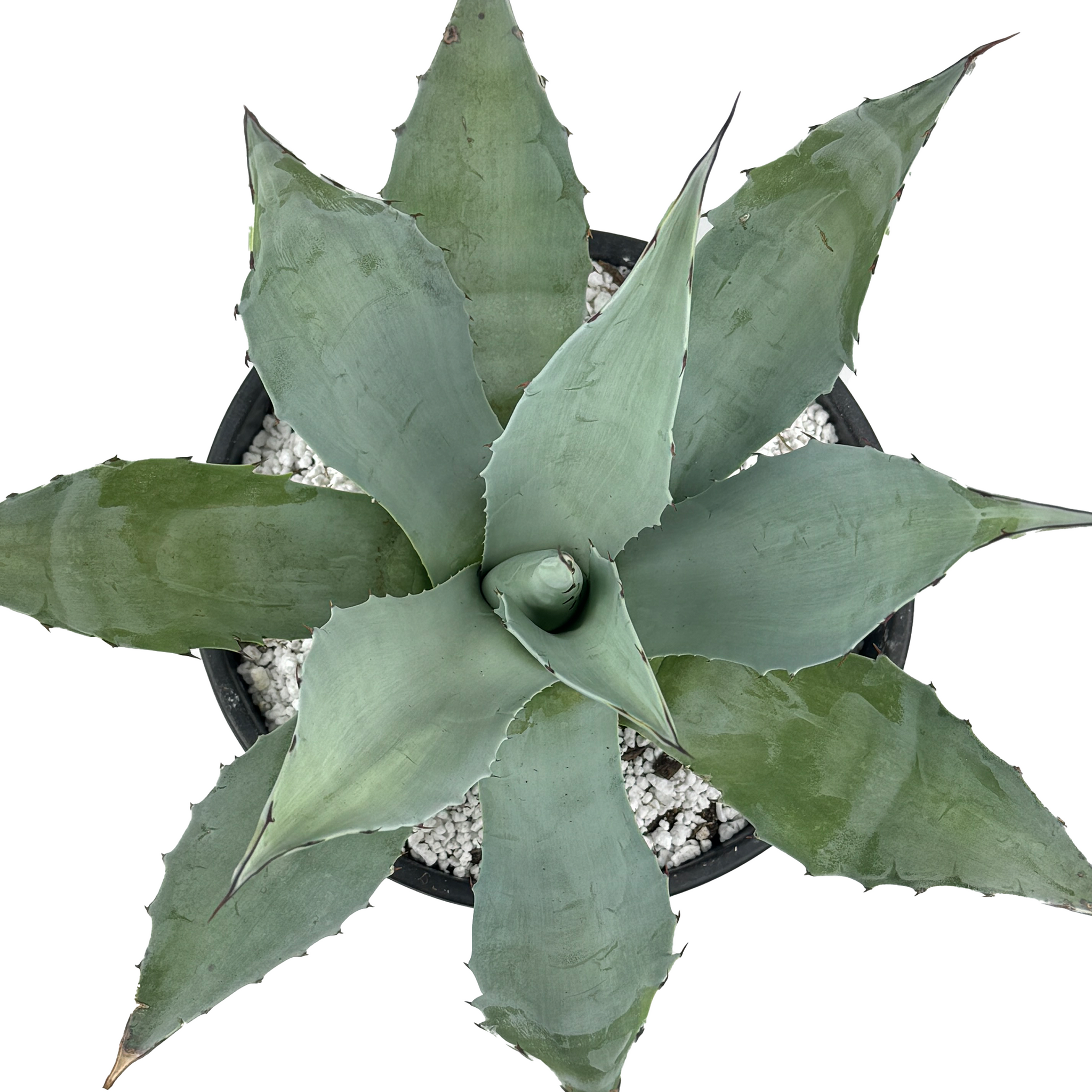 Agave ovatifolia 'Frosty Blue' - Whale's Tongue Agave – Happy