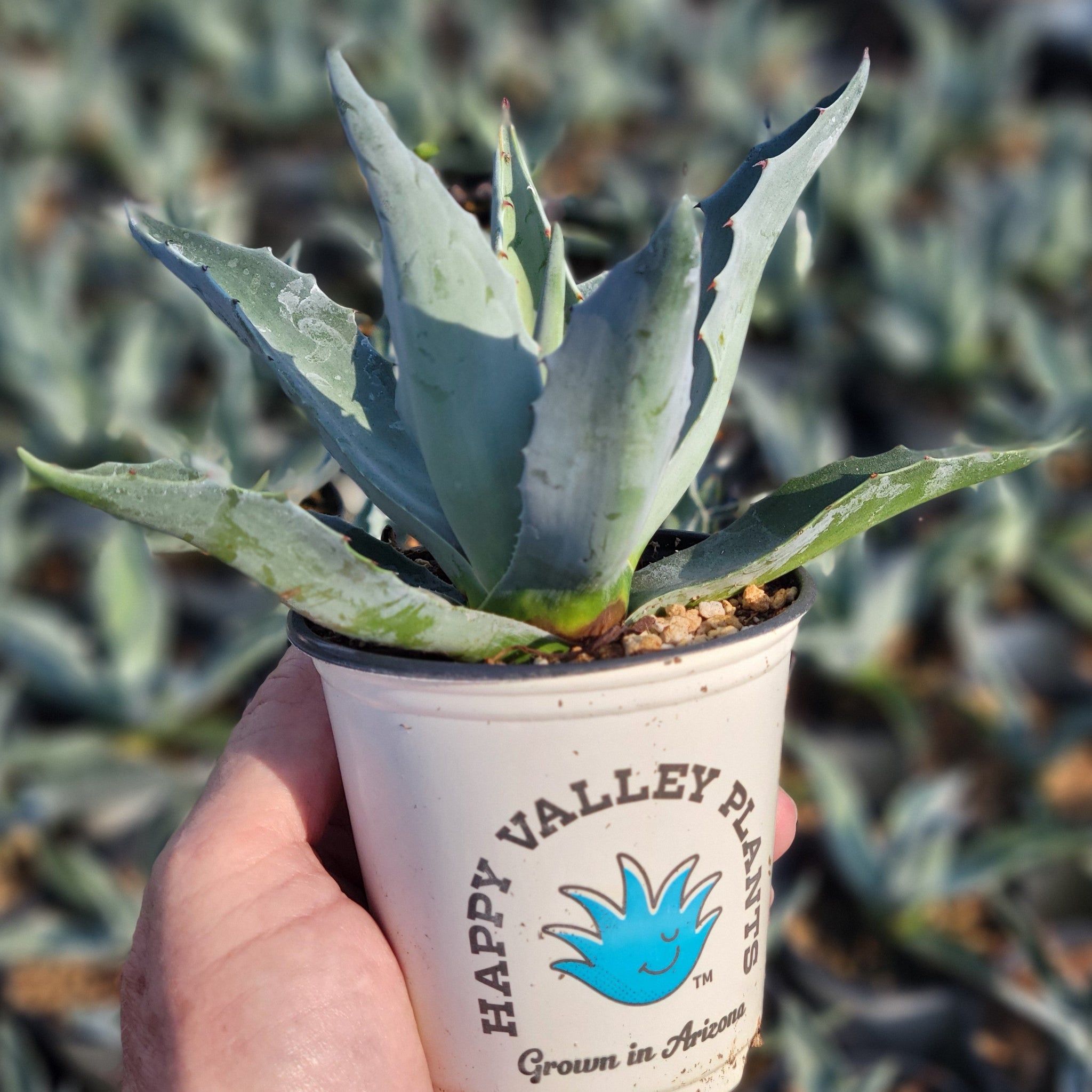 ラスト1株 US株 Agave ovatifolia 'Moby' TC アガベ オバティフォリア