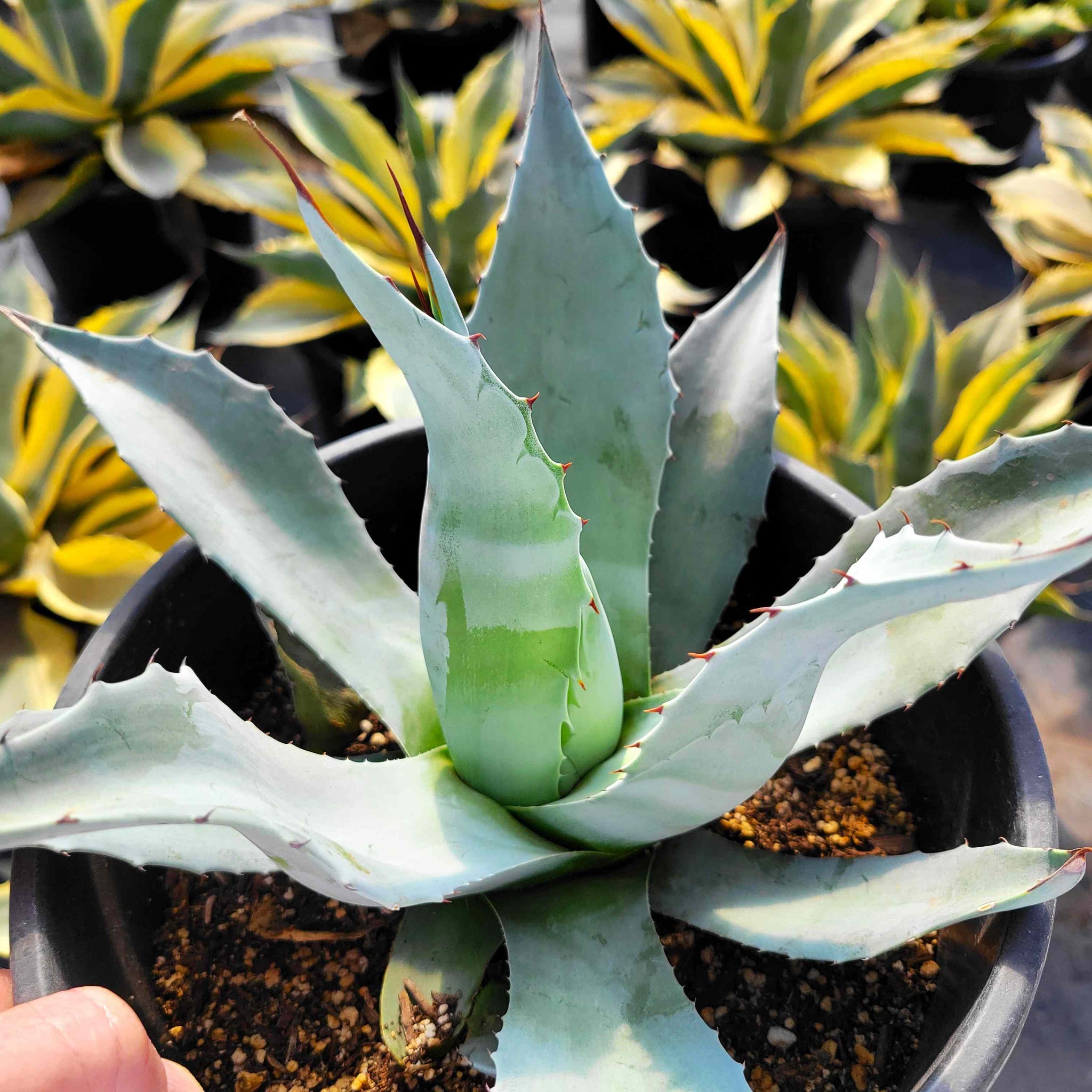Agave ovatifolia 'Frosty Blue' - Whale's Tongue Agave – Happy