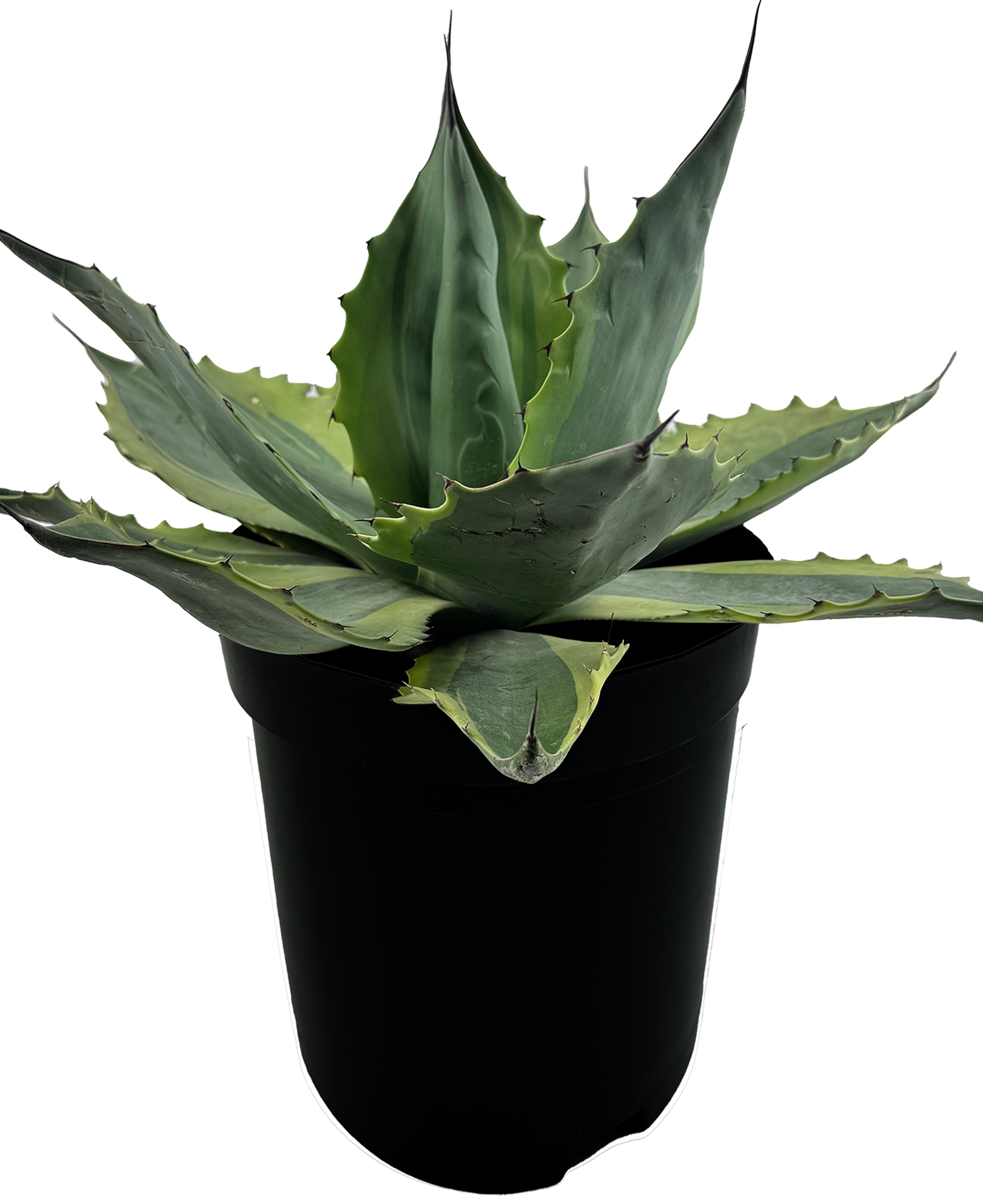 Agave ovatifolia 'Orca' - Variegated Whale's Tongue – Happy Valley