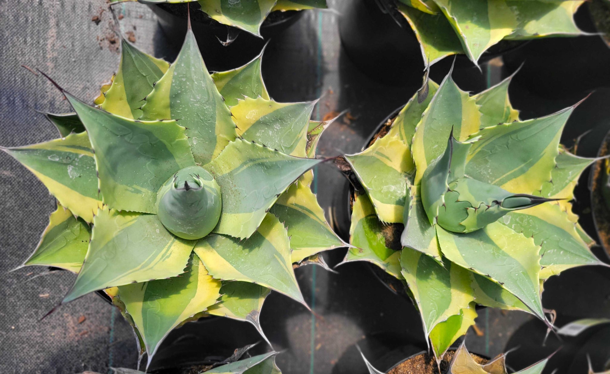 Agave ovatifolia 'Orca' - Variegated Whale's Tongue – Happy Valley