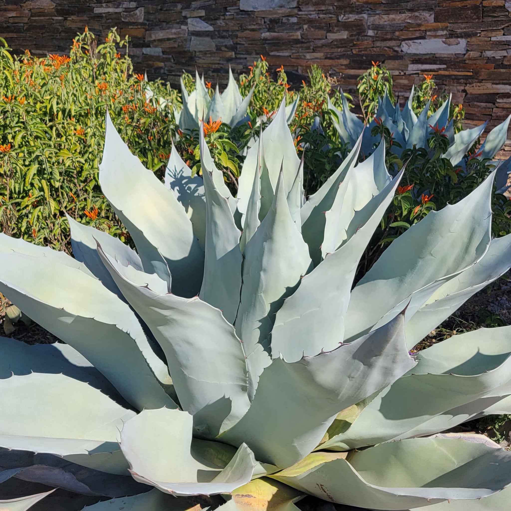 Agave ovatifolia 'Frosty Blue' - Whale's Tongue Agave – Happy