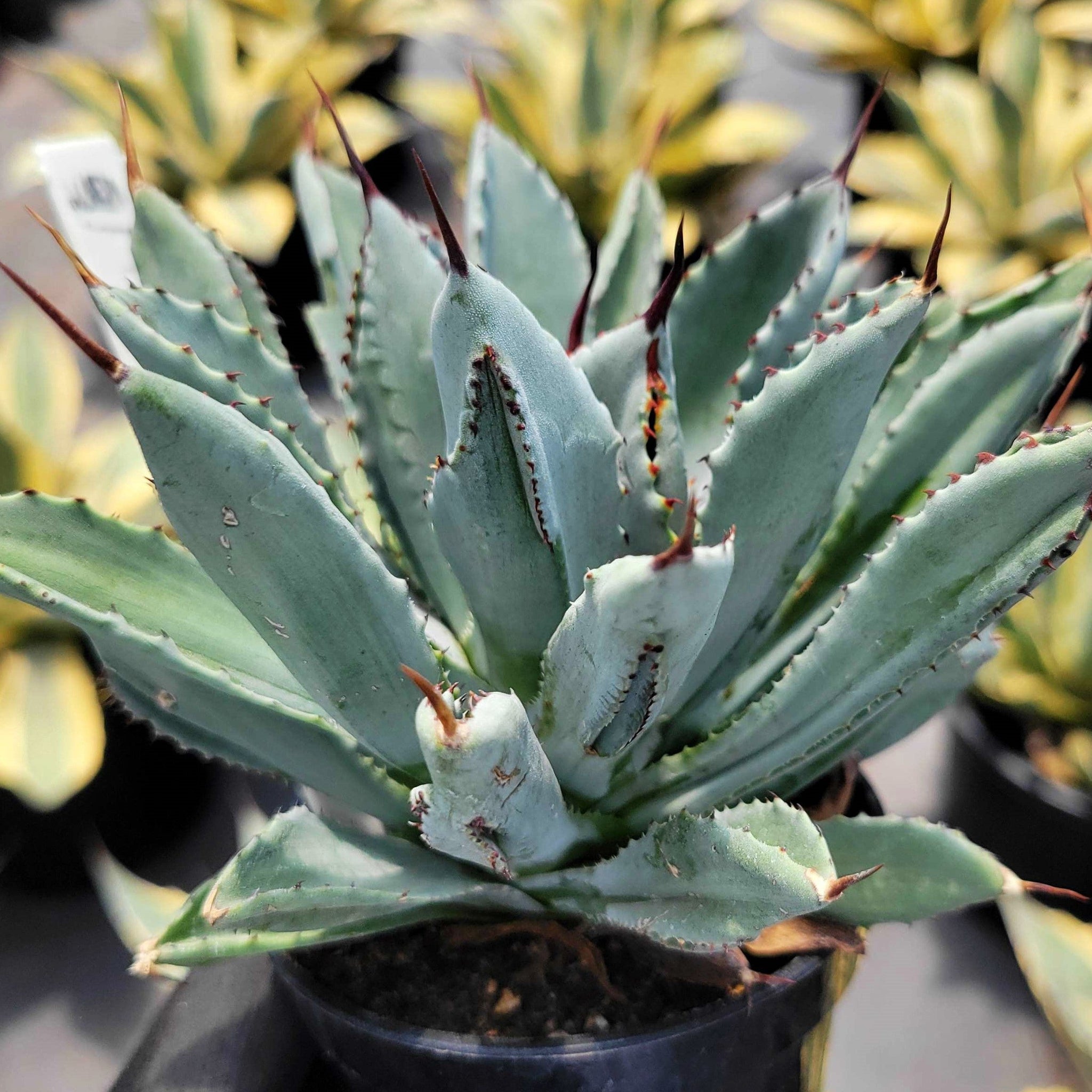 Agave potatorum 'Cubic' – Happy Valley Plants