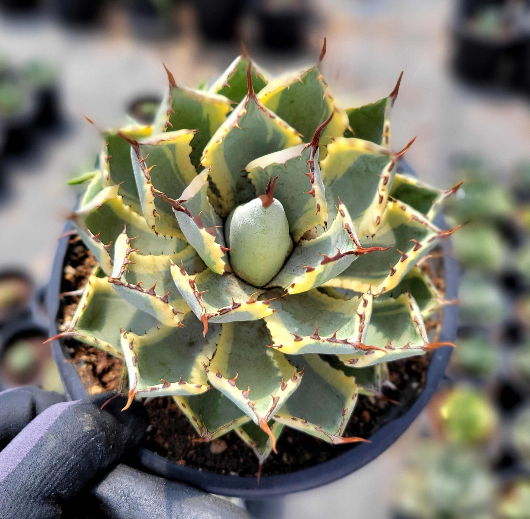 Agave x 'Kissho Kan' - Lucky Crown, Dwarf variegated butterfly
