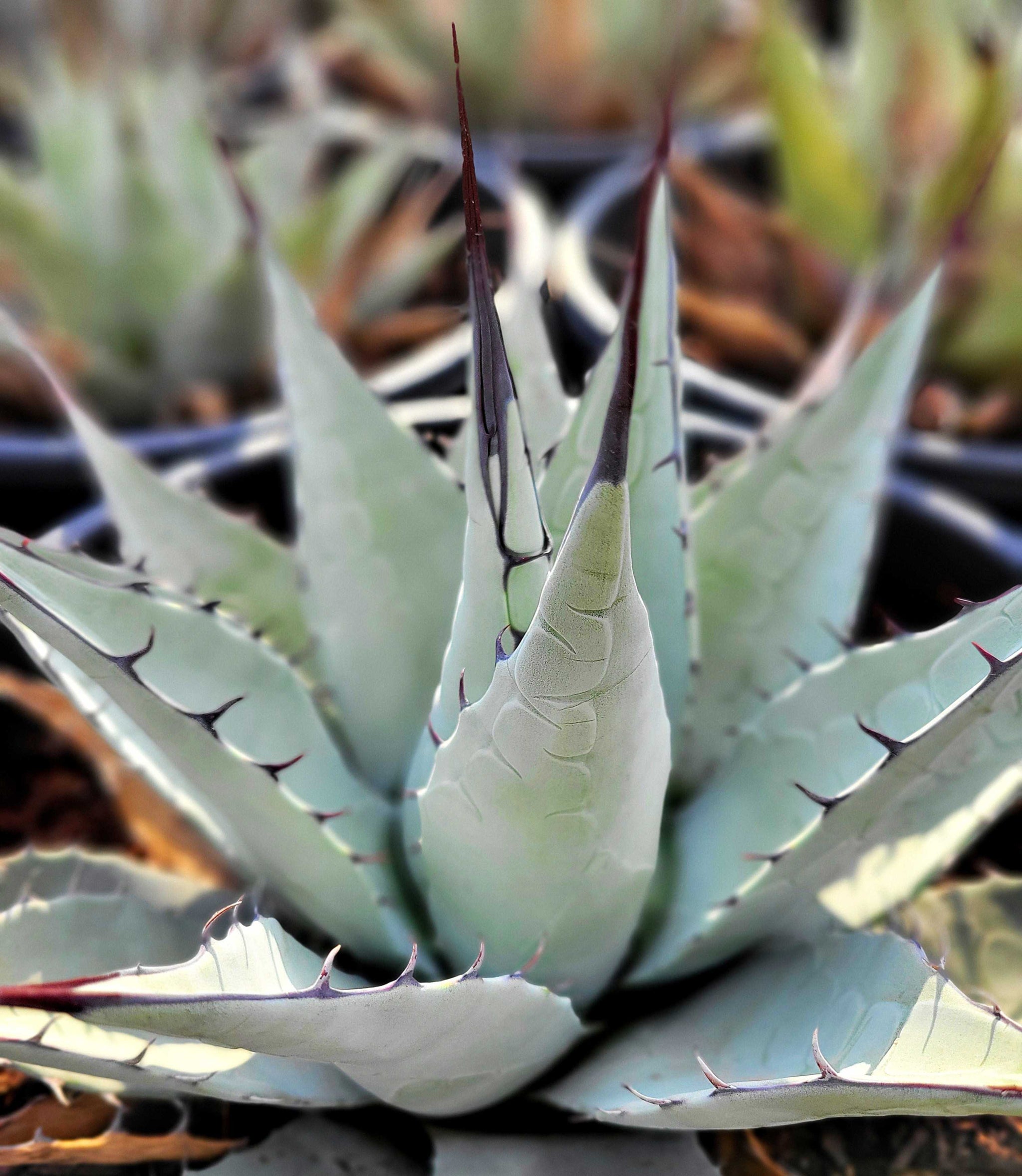 Agave parryi v. neomexicana - New Mexico Agave – Happy Valley Plants