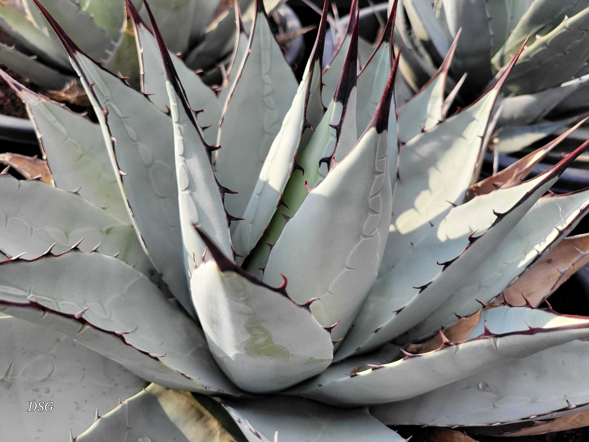 Agave parryi v. neomexicana - New Mexico Agave – Happy Valley Plants