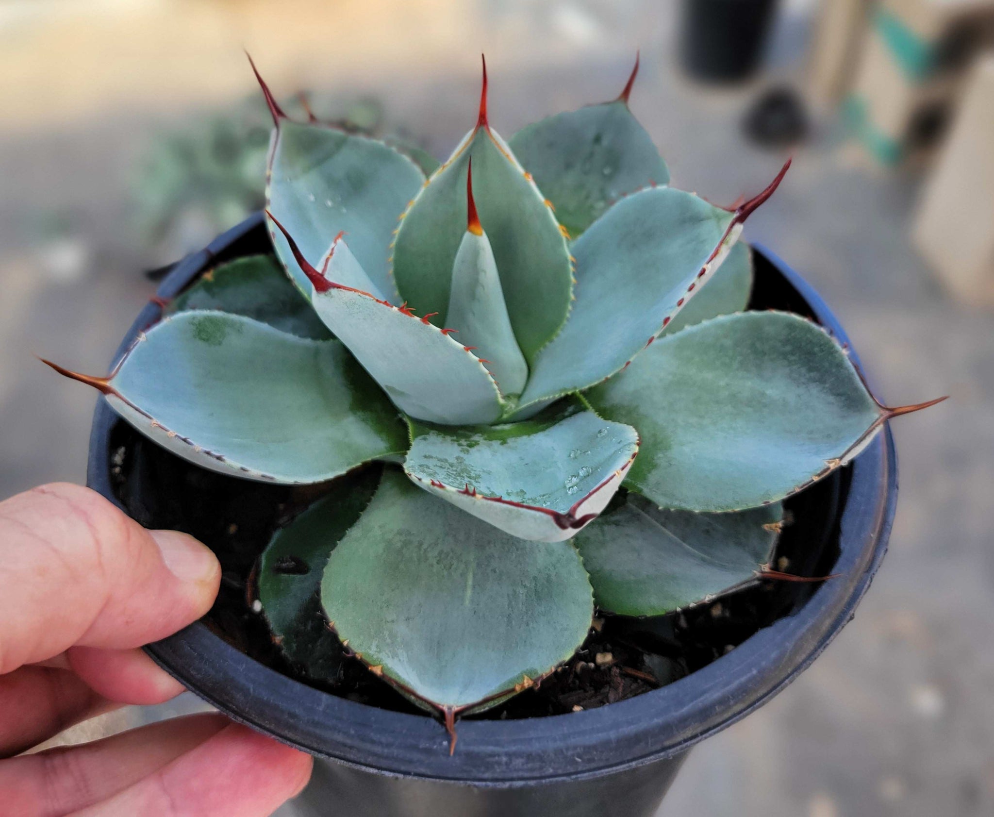 Agave parryi v. truncata - Artichoke Agave – Happy Valley Plants
