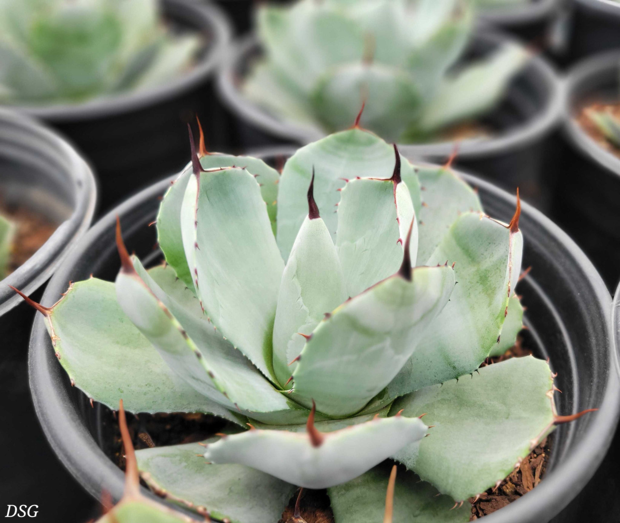 Agave parryi v. truncata - Artichoke Agave – Happy Valley Plants