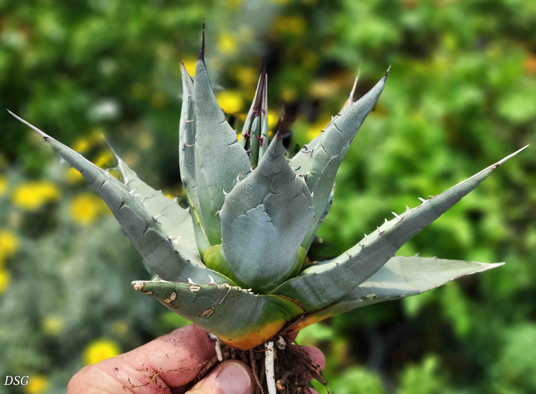 Agave parryi v. neomexicana - New Mexico Agave – Happy